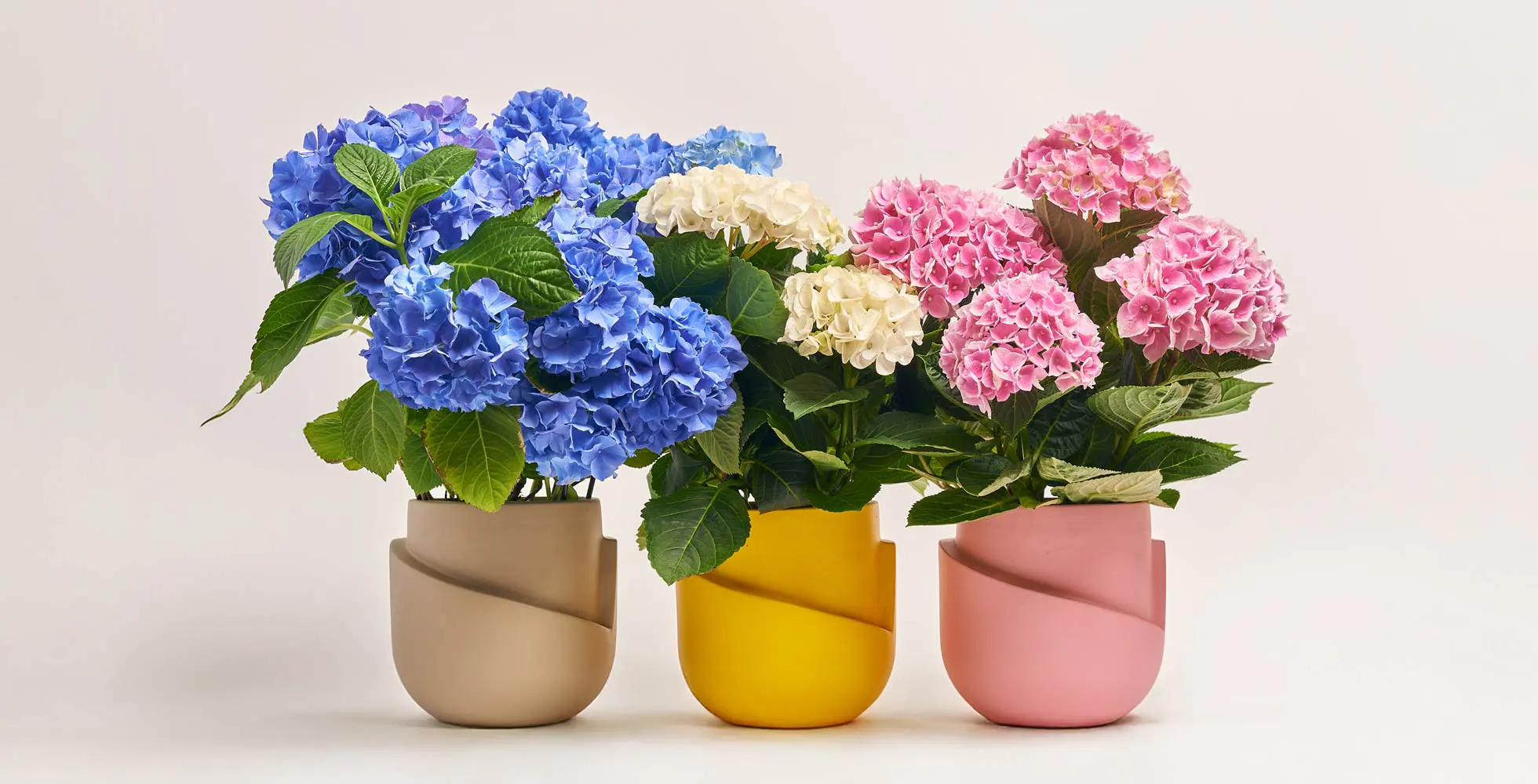Кімнатні рослини від Flowerpot