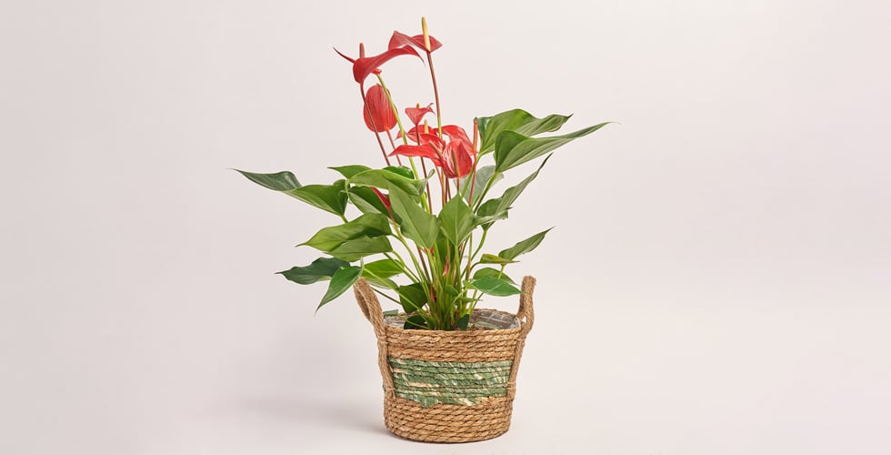 Комбо від Flowerpot