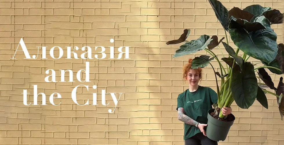 Кімнатні рослини від Flowerpot