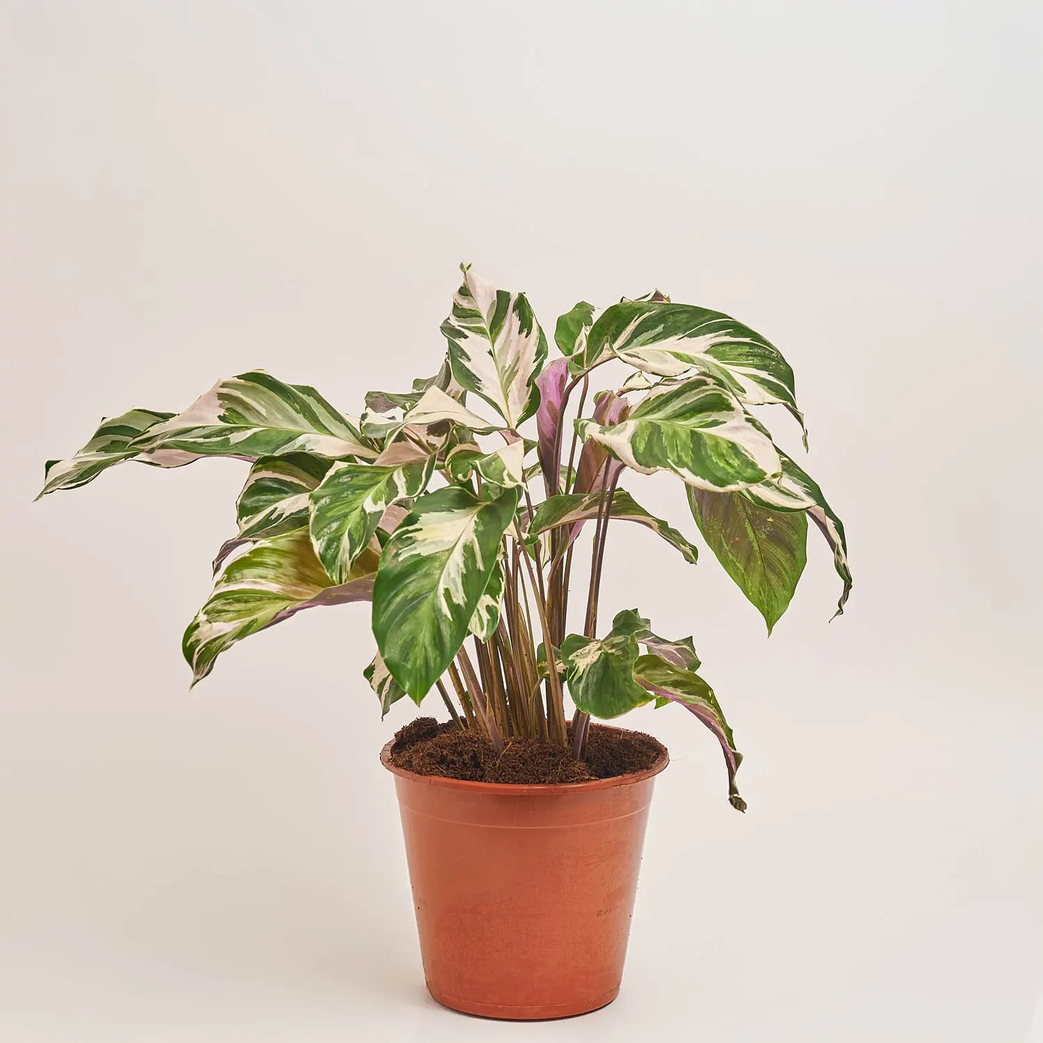 Калатея Ф'южн Вайт, артикул: 54044 Зображення товару Калатея Ф'южн Вайт, артикул: 54044