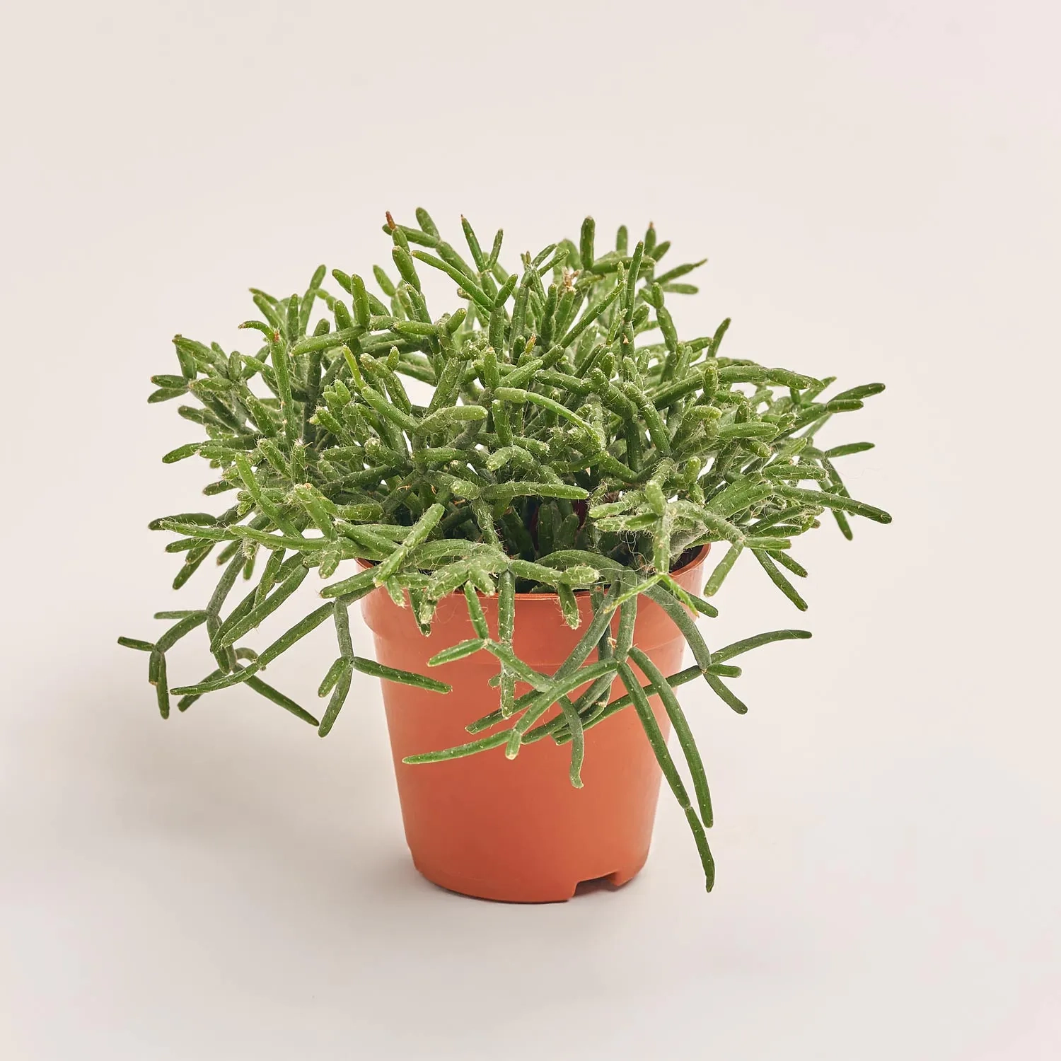 Зображення товару Рипсаліс мікс, артикул: 29885