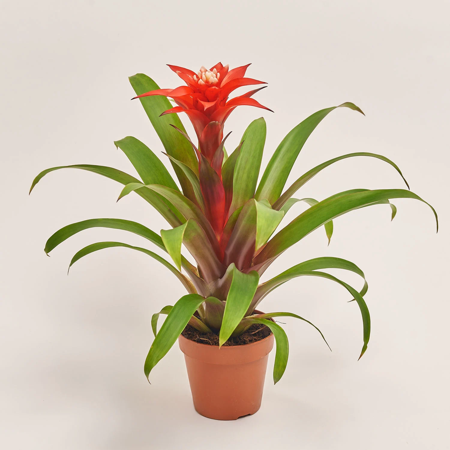 Гузманія Конфеті, артикул: 52672 Зображення товару Гузманія Конфеті, артикул: 52672