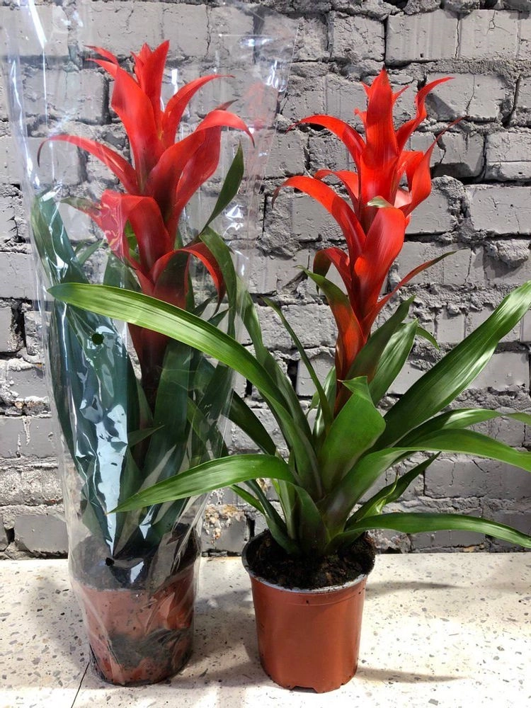 Гузманія Аллура, артикул: 5456 Зображення товару Гузманія Аллура, артикул: 5456