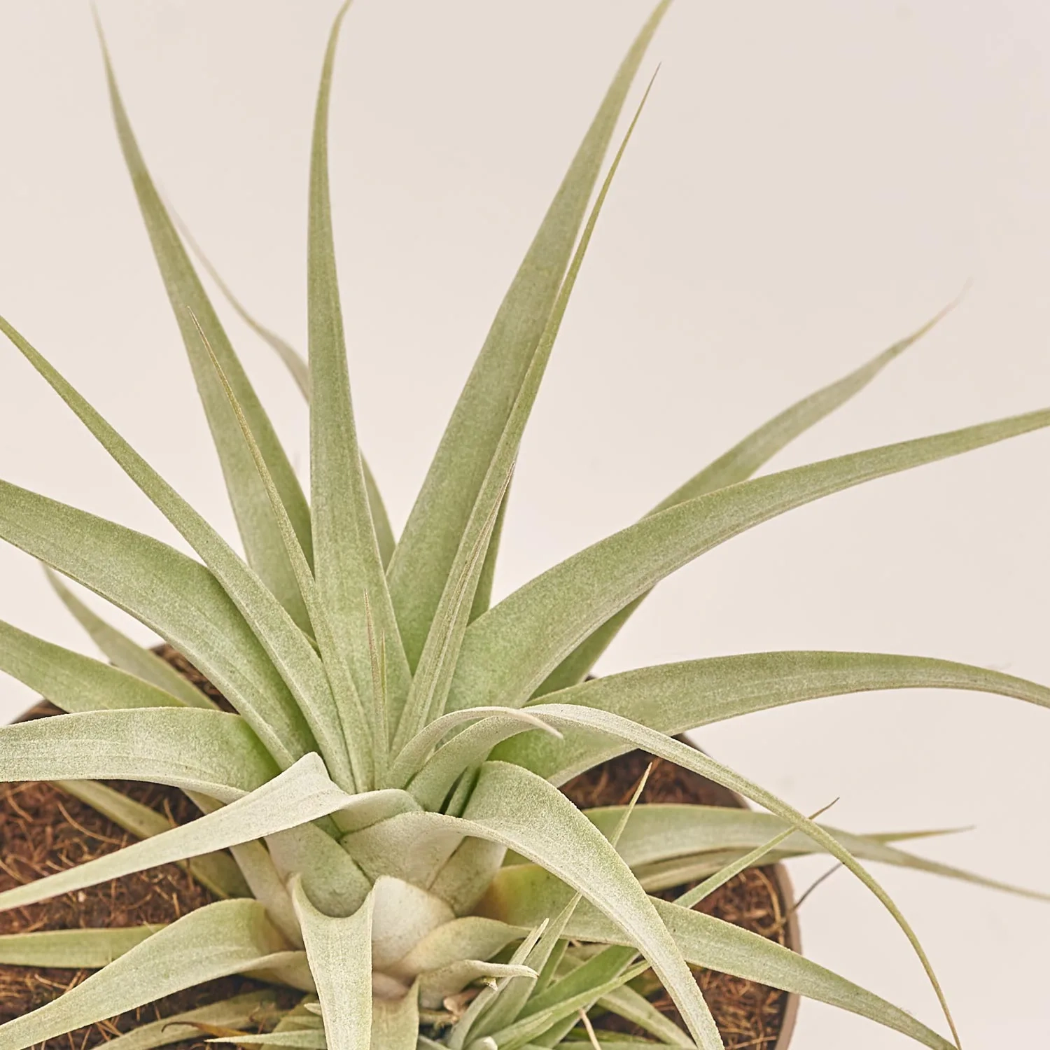 Тілландсія Ксерографіка, артикул: 53074 Зображення товару Тілландсія Ксерографіка, артикул: 53074