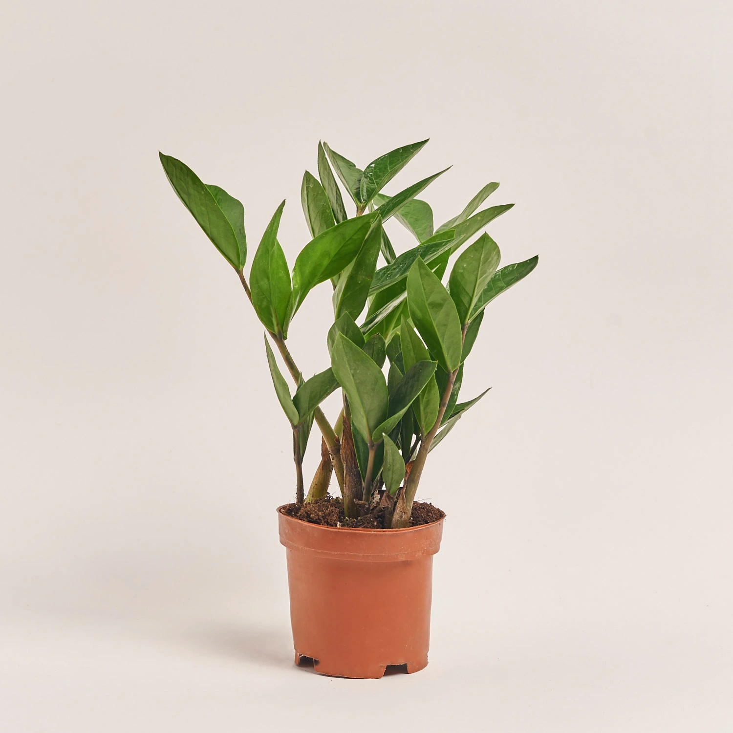 Зображення товару Заміокулькас 4ст., артикул: 54938