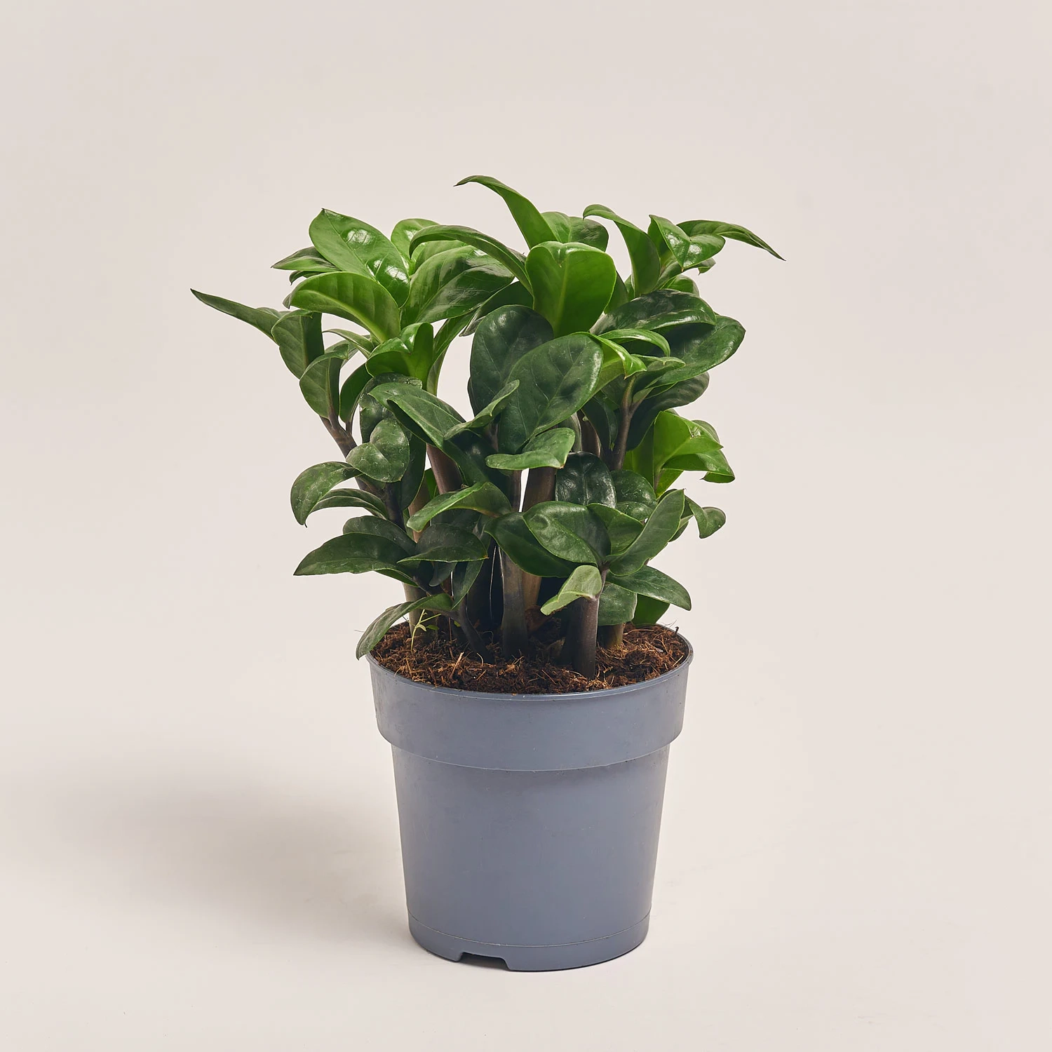 Зображення товару Заміокулькас Зензі 5ст., артикул: 53969