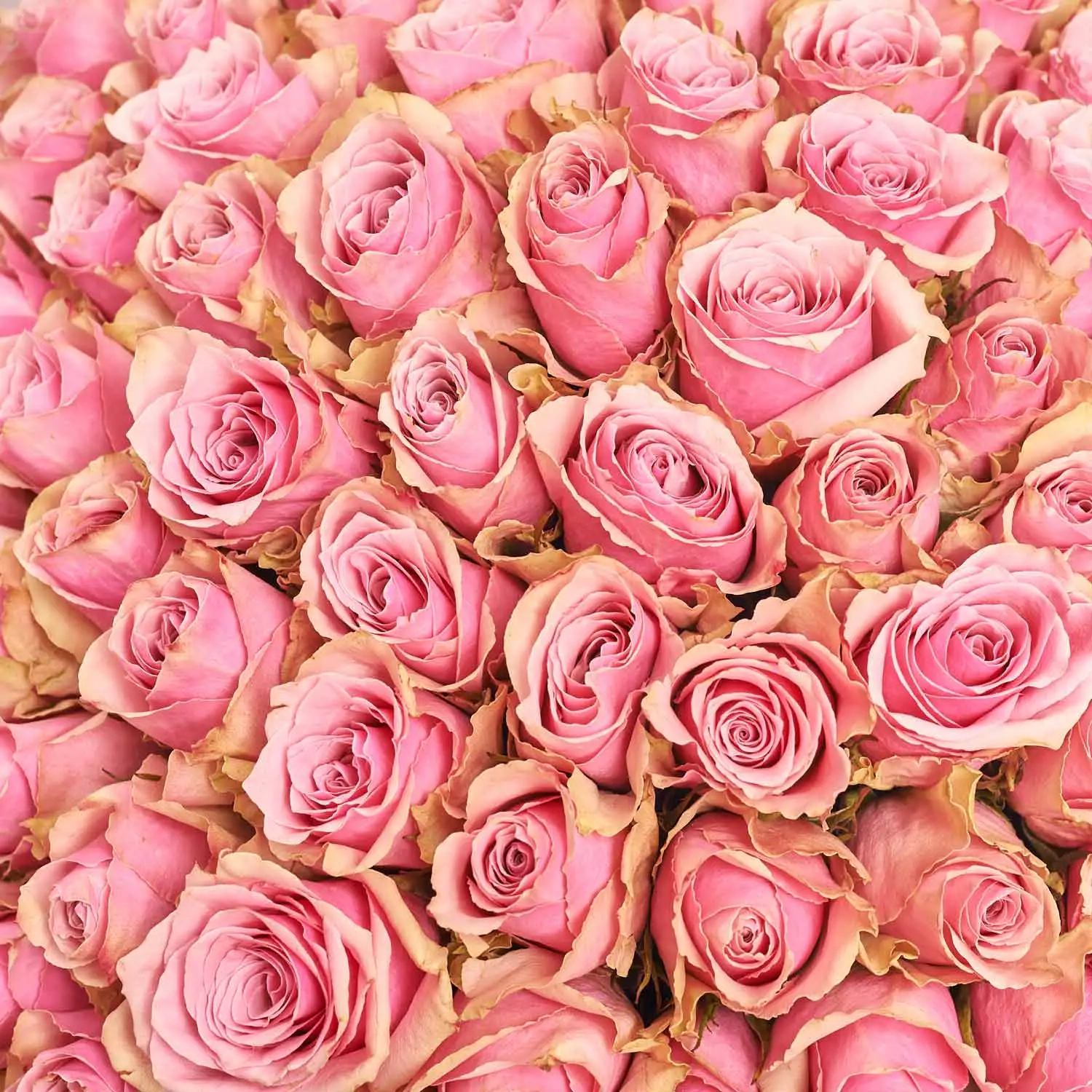 Зображення товару Букет 101 Троянда Антена Роял F917, артикул: 56421