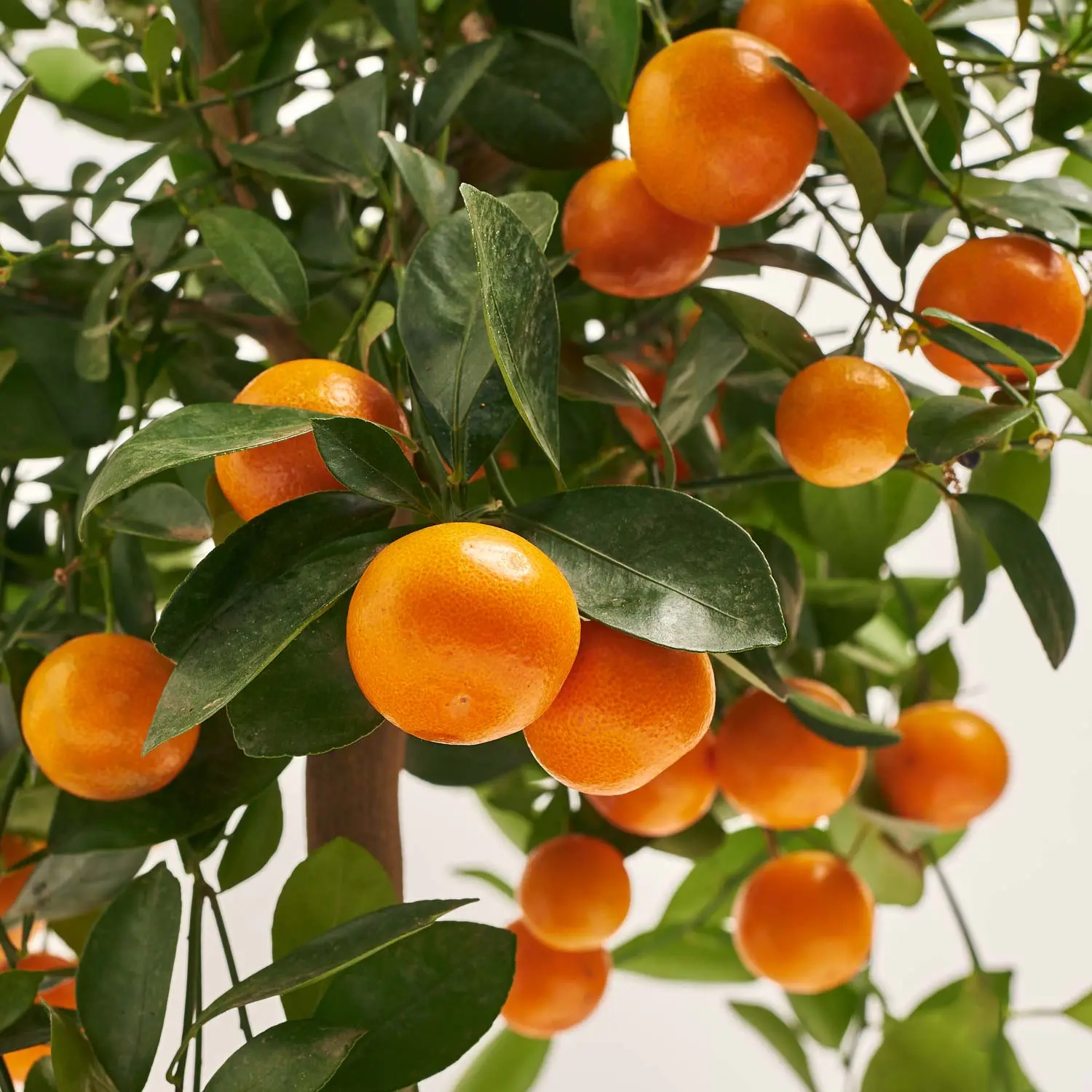 Зображення товару Цитрофортунелла Мікрокарпа, артикул: 52616