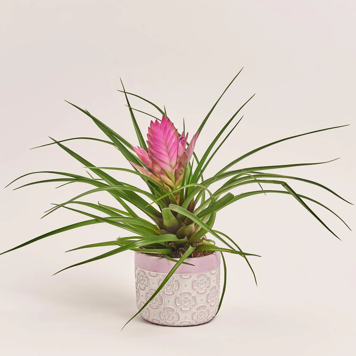 Зображення товару Тілландсія Жозе в кер., артикул: 54791