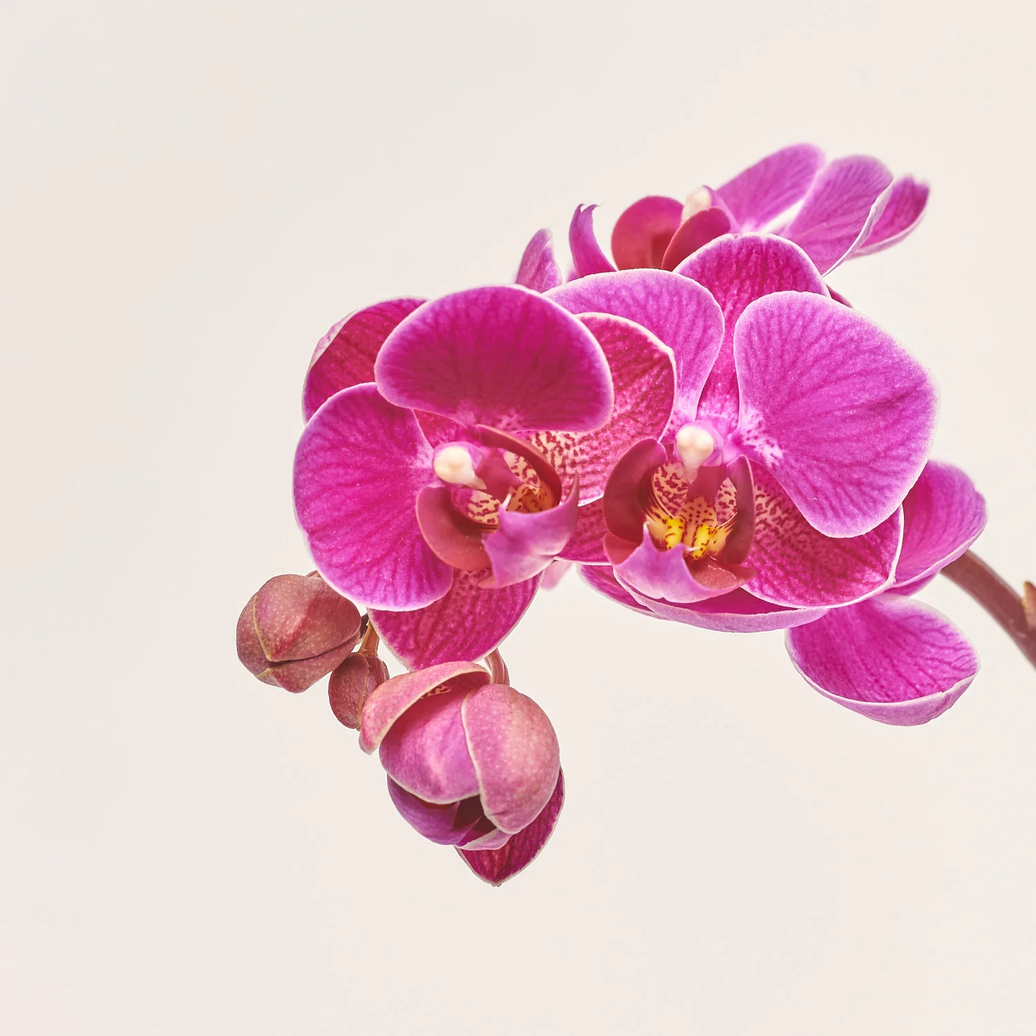 Зображення товару Фаленопсис міні 1ст. в кер., артикул: 50231