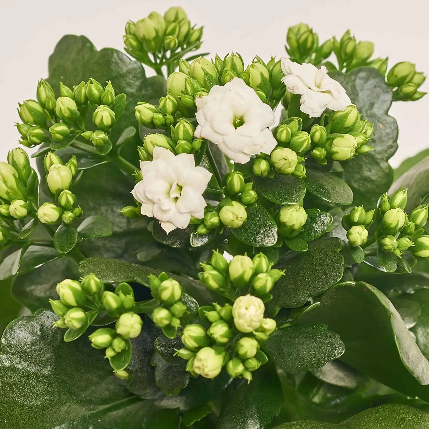 Каланхоє мікс, артикул: 18482 Зображення товару Каланхоє мікс, артикул: 18482