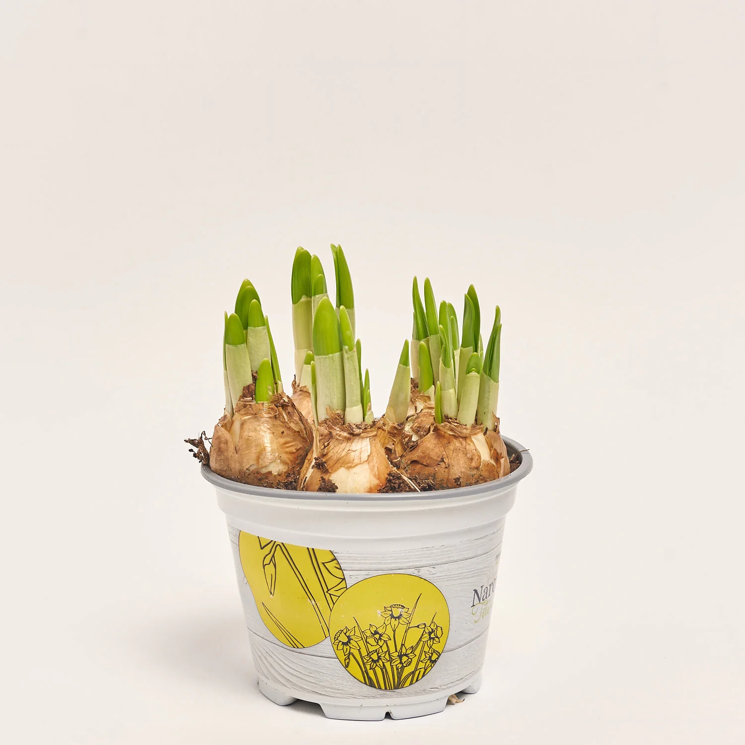 Зображення товару Нарцис Тет-а-Тет, артикул: 55893