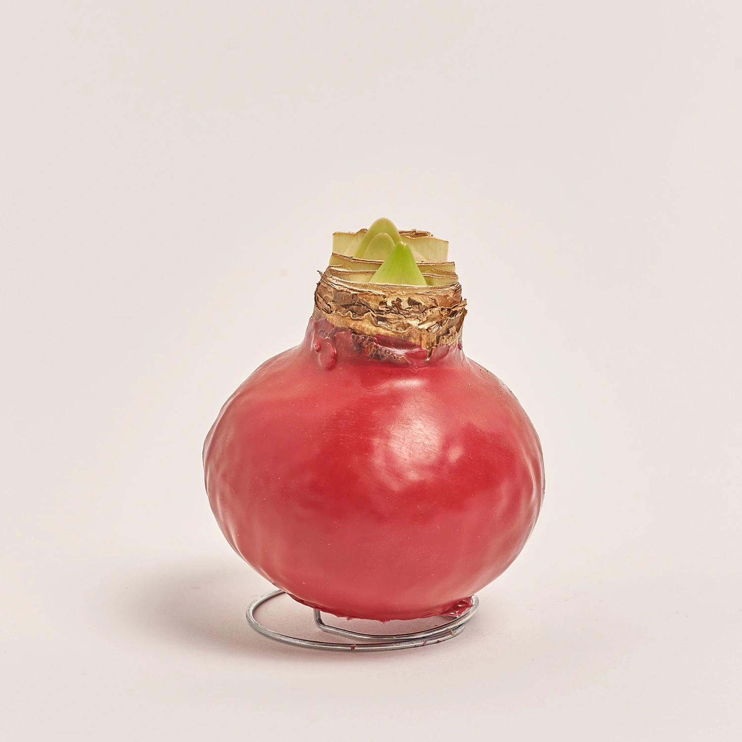 Зображення товару Амариліс мікс у воску, артикул: 22573