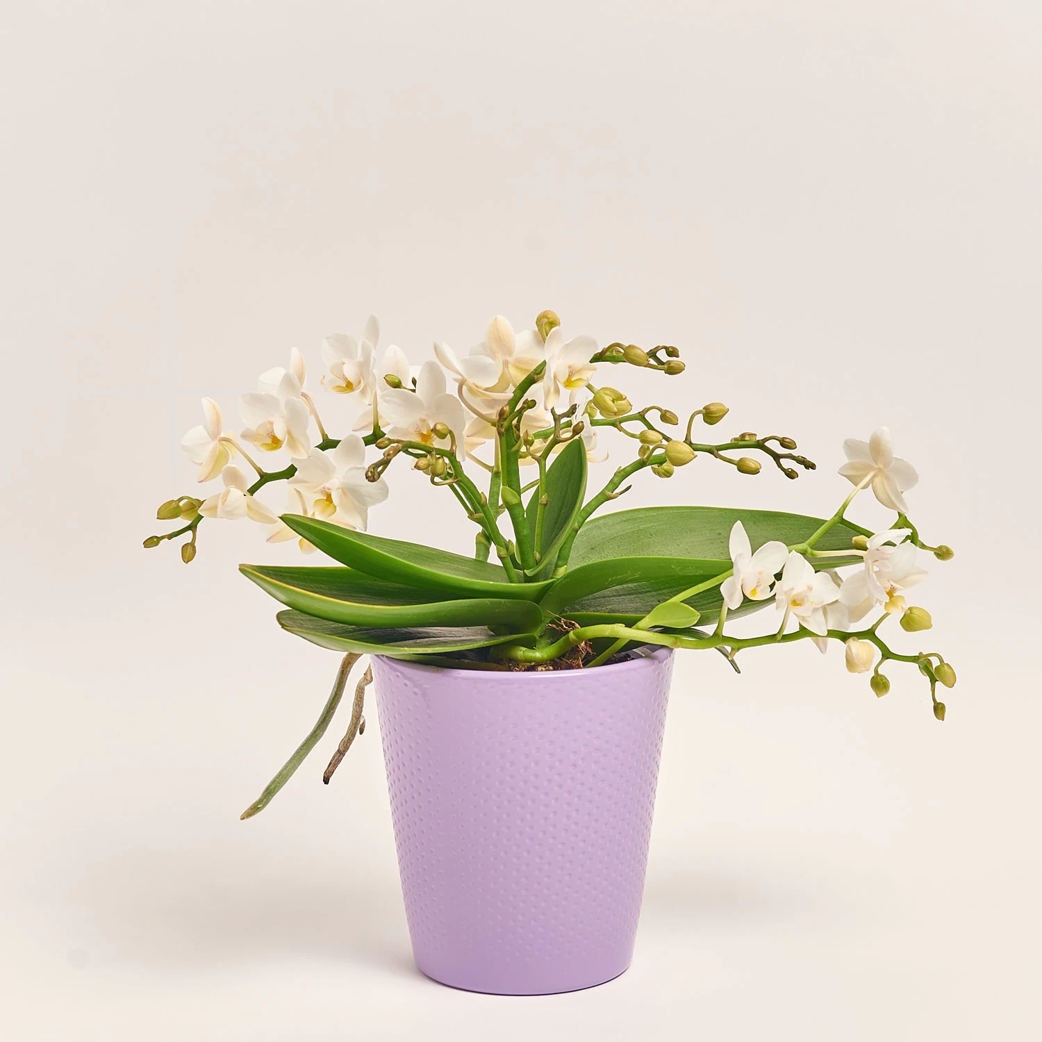 Фаленопсис Мф "Назаре" 4ст. в кер., артикул: 49370 Зображення товару Фаленопсис Мф "Назаре" 4ст. в кер., артикул: 49370