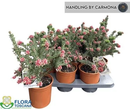 Зображення товару Гревілея Вінтер Вондер, артикул: 54545