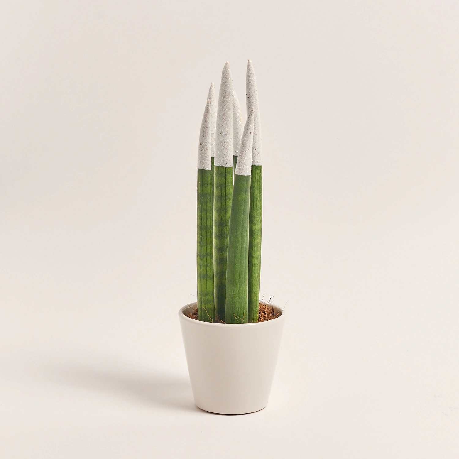 Зображення товару Сансевієрія Циліндріка гліттер в кер., артикул: 10110