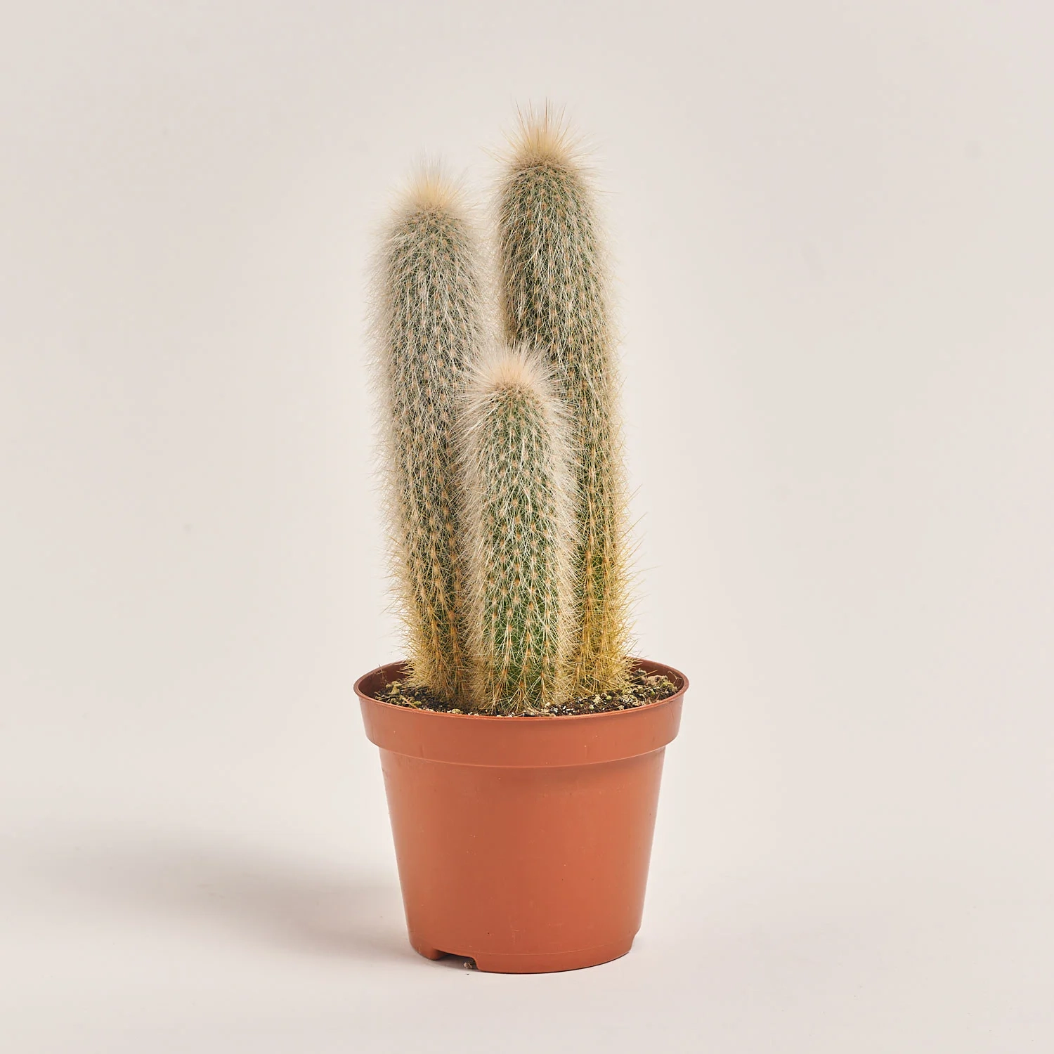 Зображення товару Кактус "Zuil" мікс, артикул: 54999