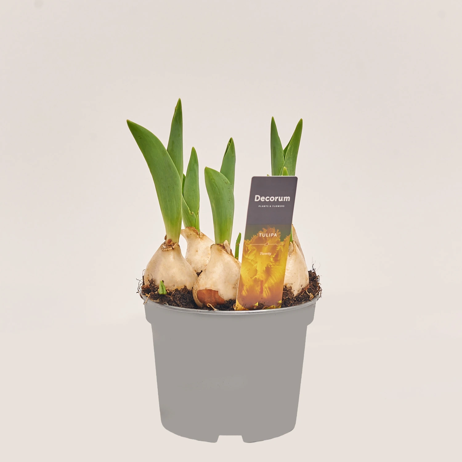 Зображення товару Тюльпан Твітті, артикул: 55449