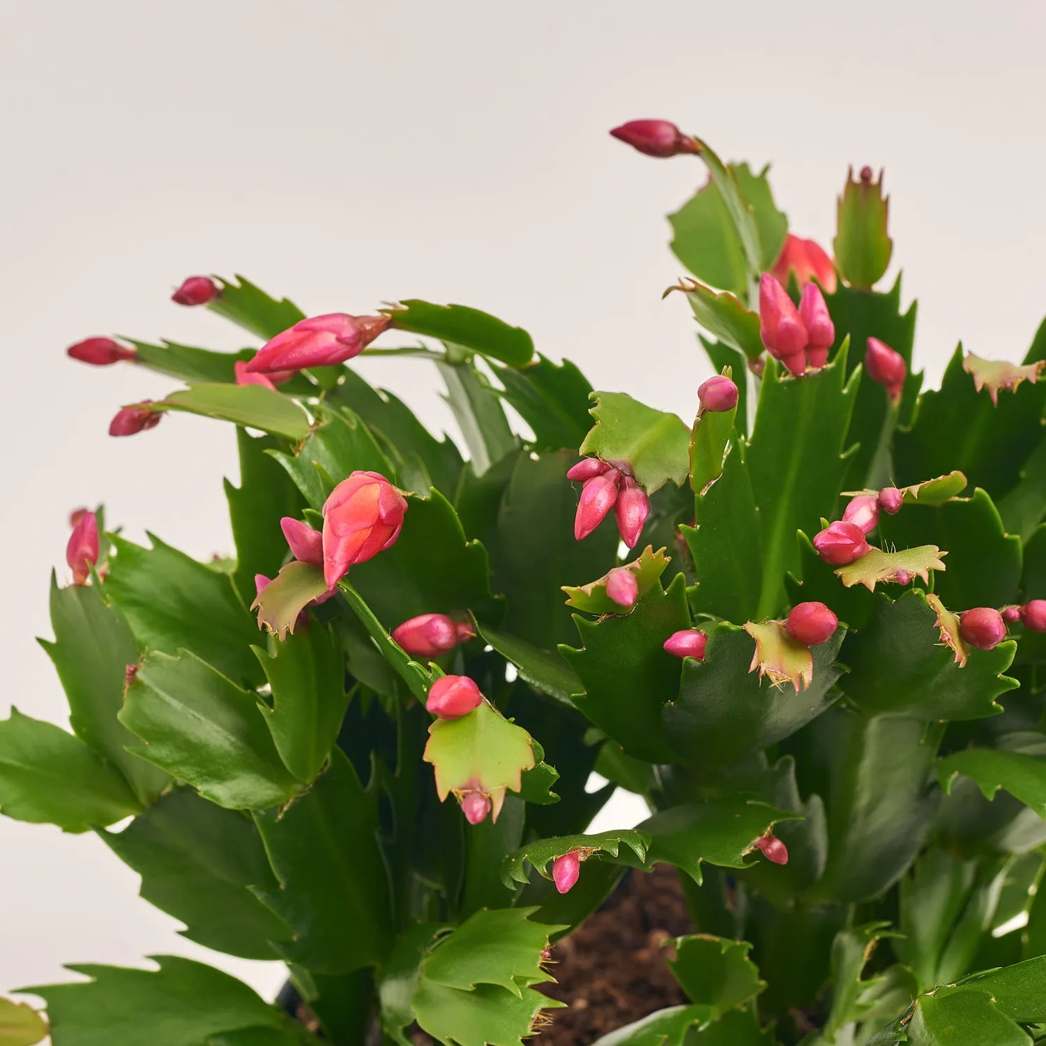 Зображення товару Шлюмбергера мікс, артикул: 42617