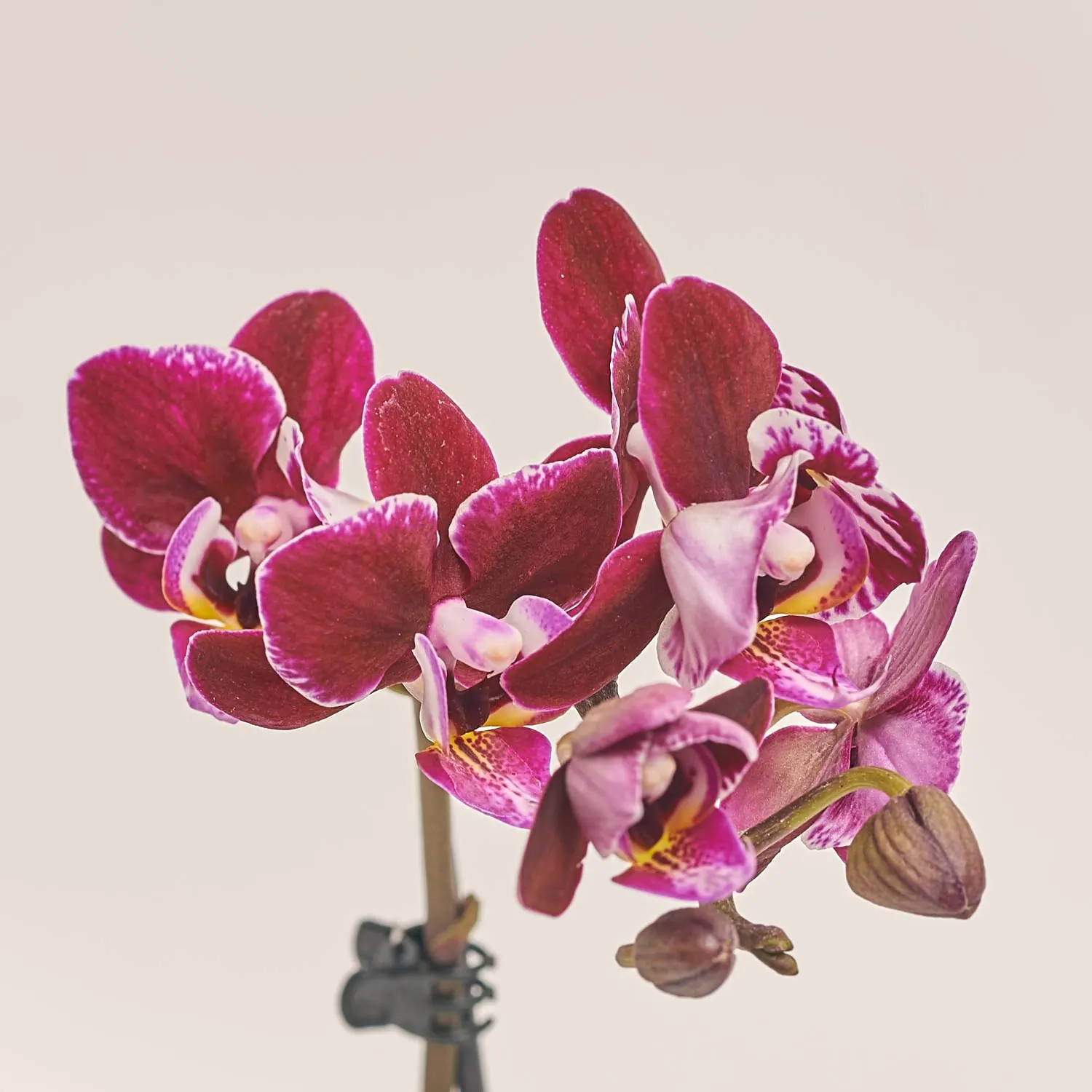 Фаленопсис міні в кер.і 1ст., артикул: 2716 Зображення товару Фаленопсис міні в кер.і 1ст., артикул: 2716