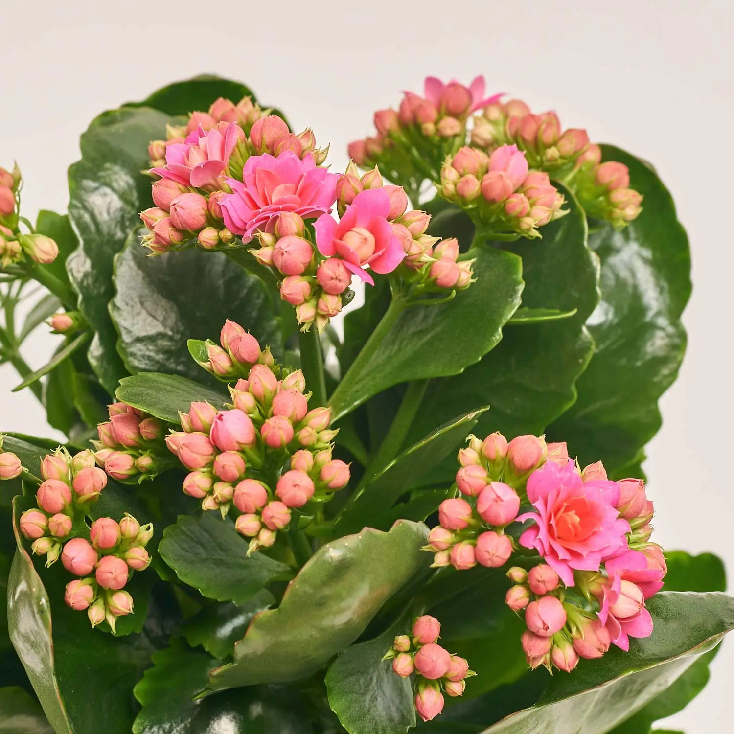 Каланхоє мікс, артикул: 18482 Зображення товару Каланхоє мікс, артикул: 18482