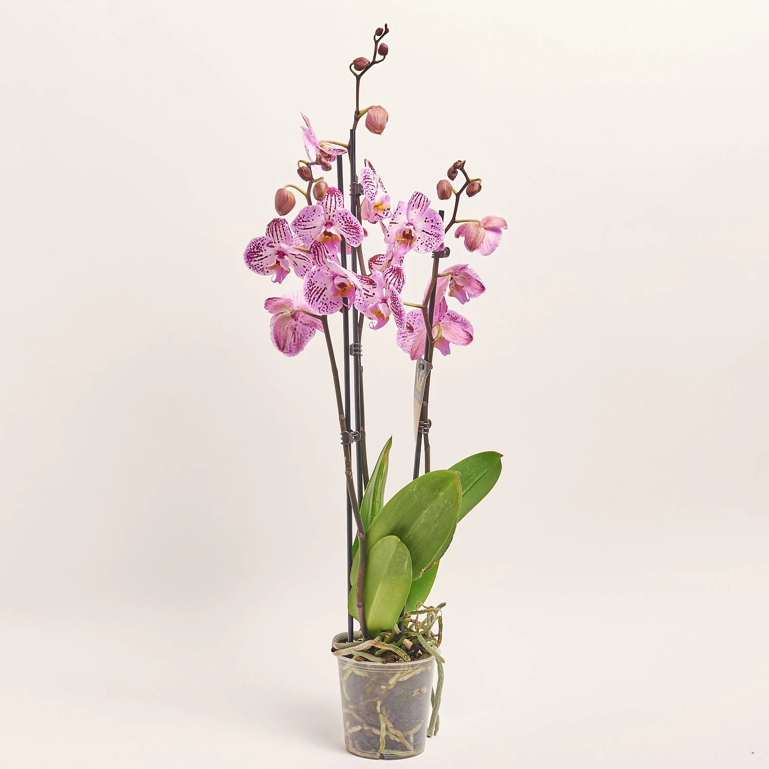 Зображення товару Фаленопсис мікс 3ст., артикул: 18363