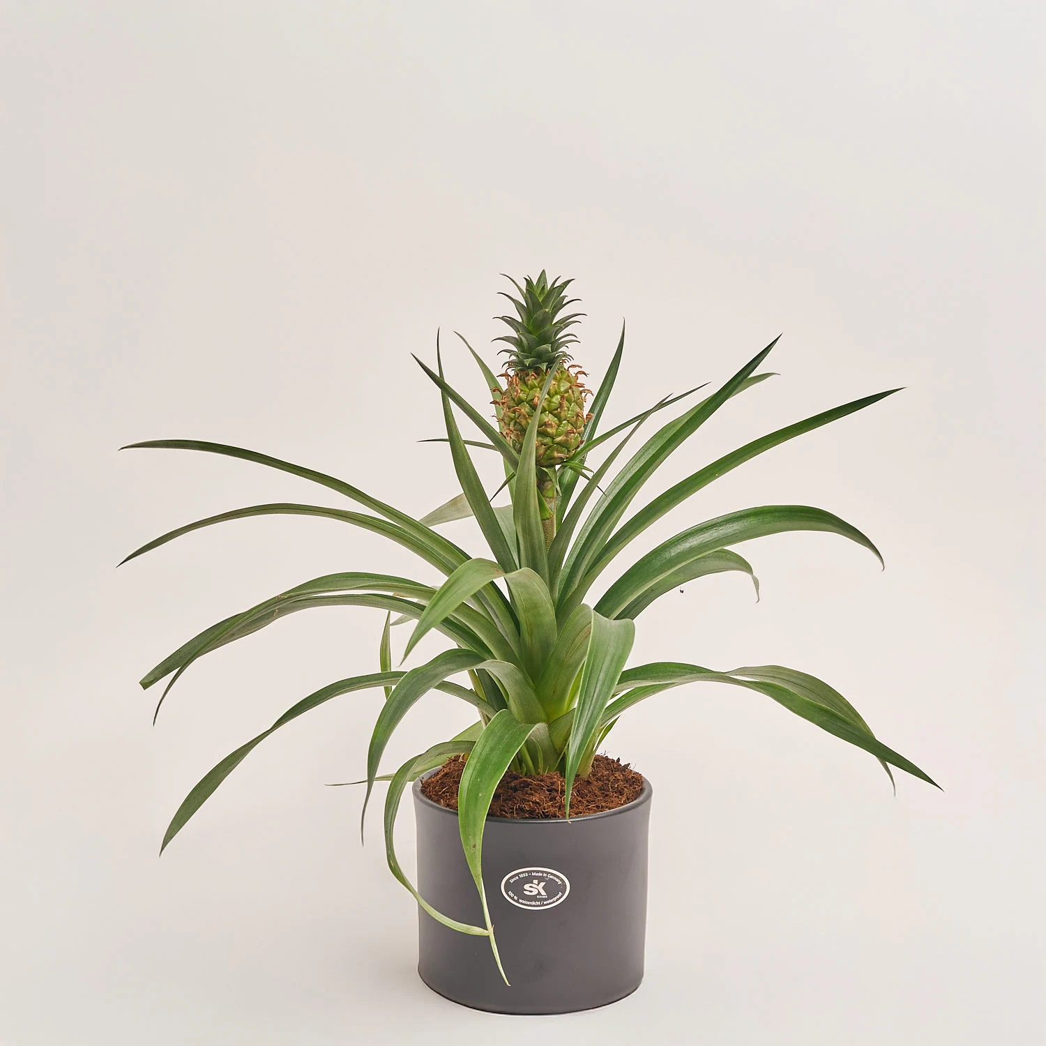 Ананас Аміго в кер., артикул: 55611 Зображення товару Ананас Аміго в кер., артикул: 55611