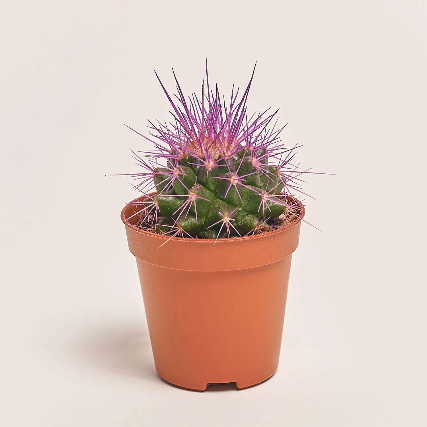 Ехінокактус Рейнбов, артикул: 2390 Зображення товару Ехінокактус Рейнбов, артикул: 2390