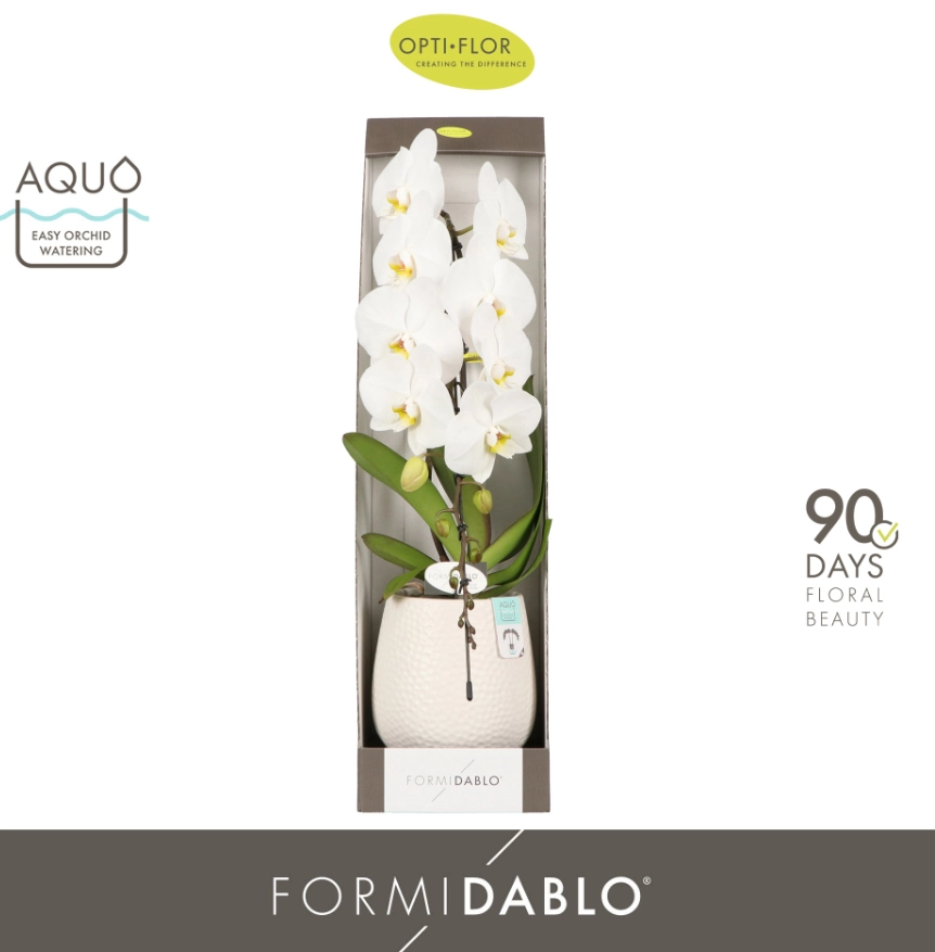 Фаленопсис Формідабло "Абруззо" 1ст. у біл. горщ., артикул: 57010 Зображення товару Фаленопсис Формідабло "Абруззо" 1ст. у біл. горщ., артикул: 57010