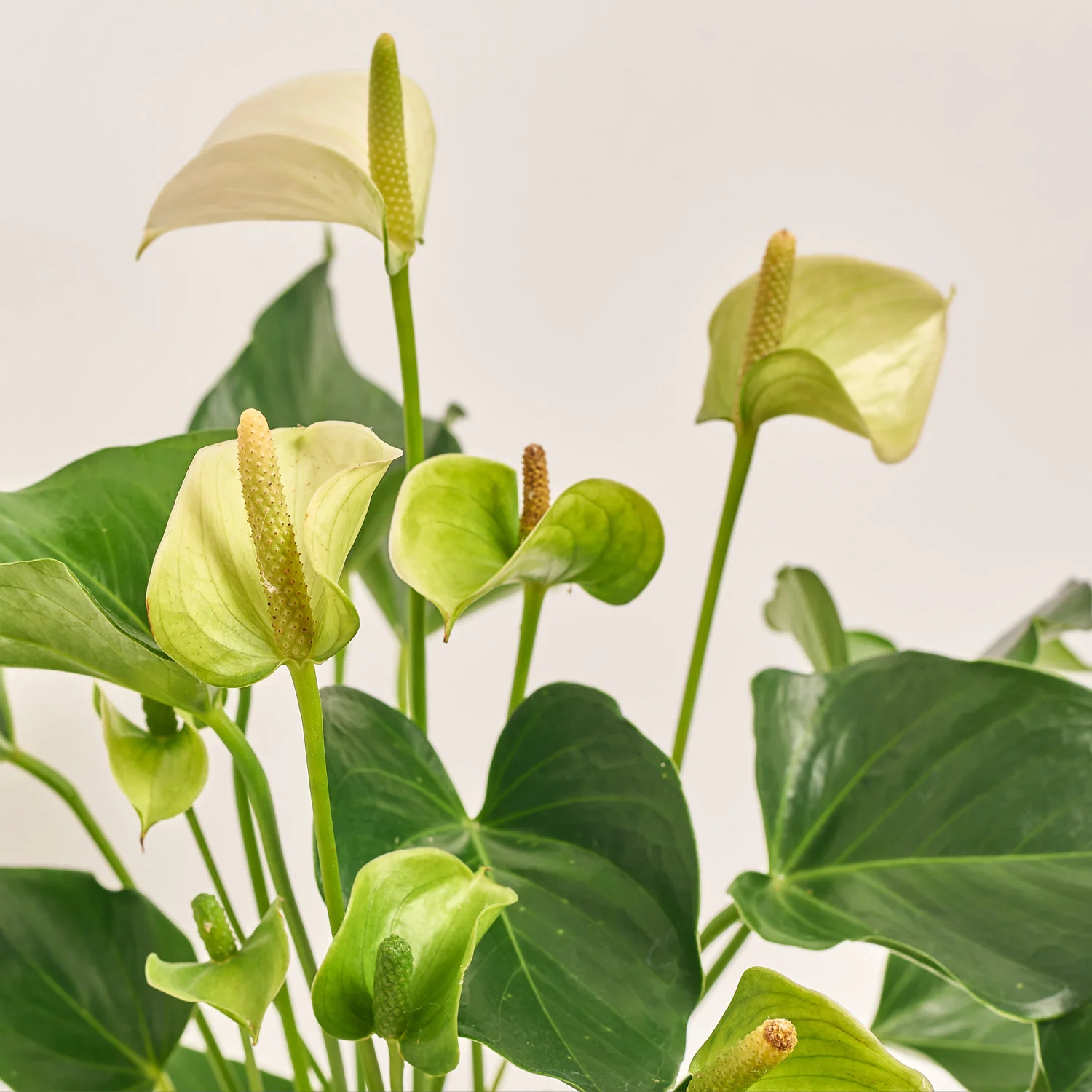 Зображення товару Антуріум Кокос, артикул: 52611