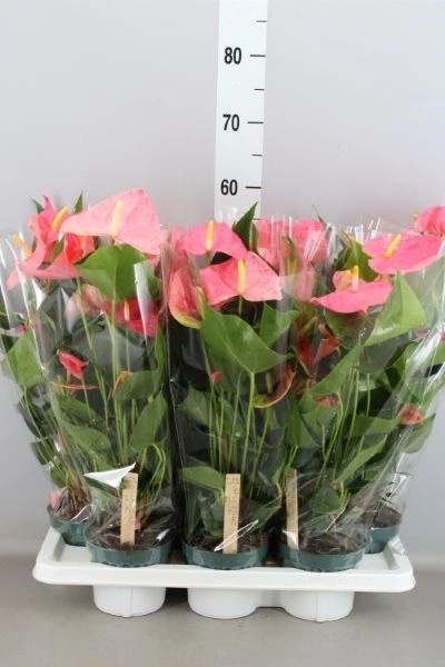 Зображення товару Антуріум Колорадо, артикул: 5830