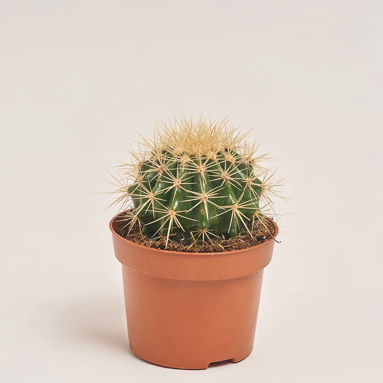 Зображення товару Кактус мікс, артикул: 46255