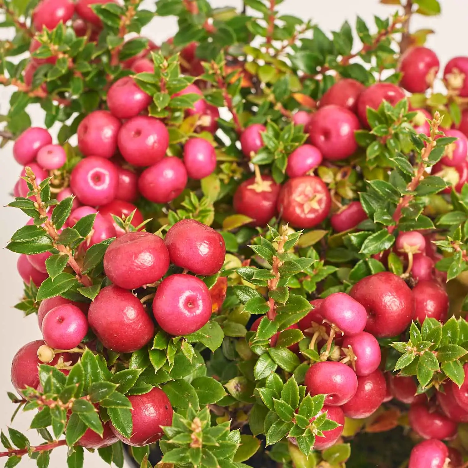 Гаультерія мікс, артикул: 40963 Зображення товару Гаультерія мікс, артикул: 40963