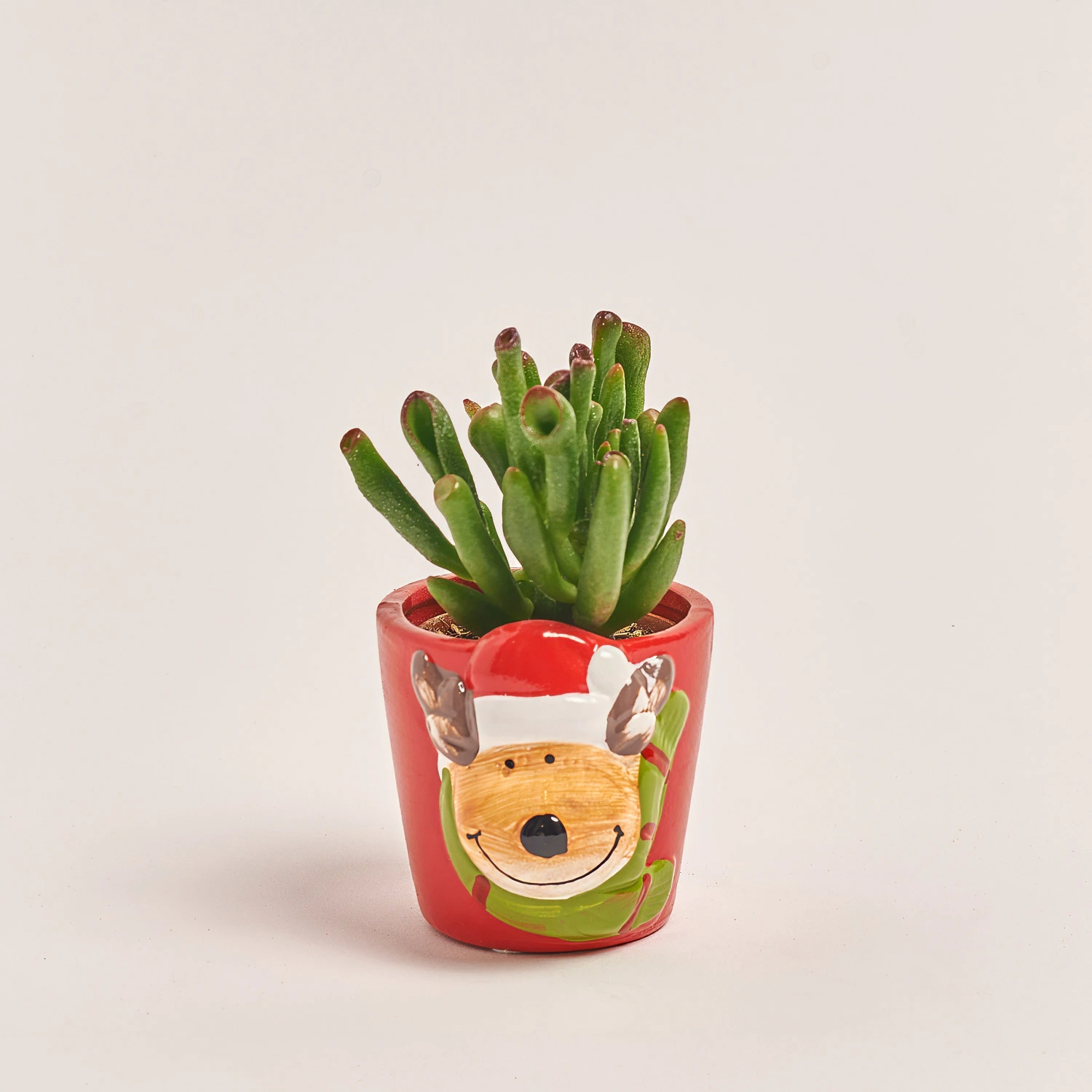 Зображення товару Сукулент мікс "Оленята" в кер., артикул: 53958