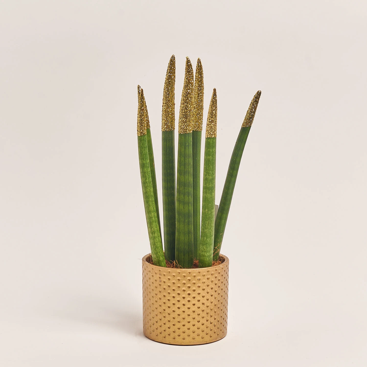 Зображення товару Сансевієрія Циліндріка гліттер в кер., артикул: 10110