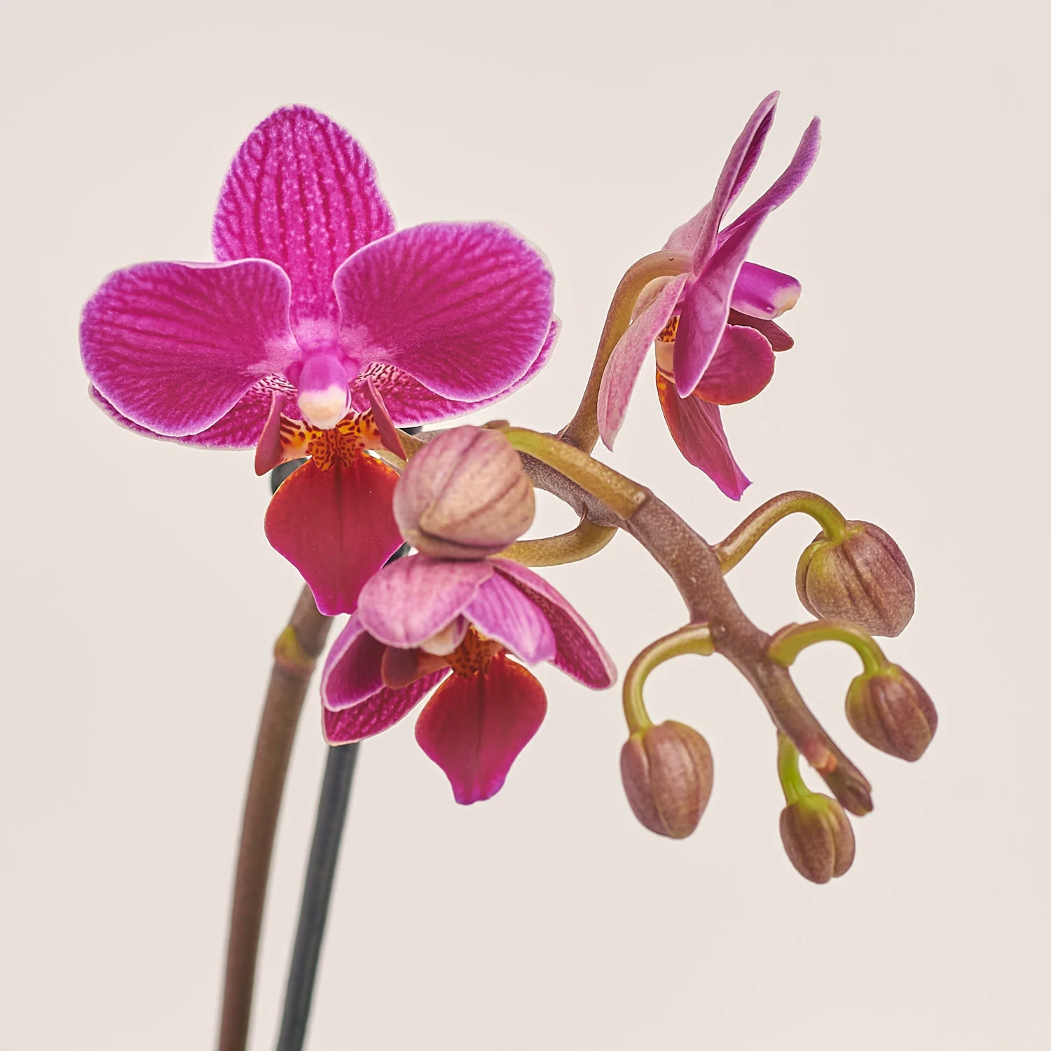 Фаленопсис міні в кер.і 1ст., артикул: 2716 Зображення товару Фаленопсис міні в кер.і 1ст., артикул: 2716