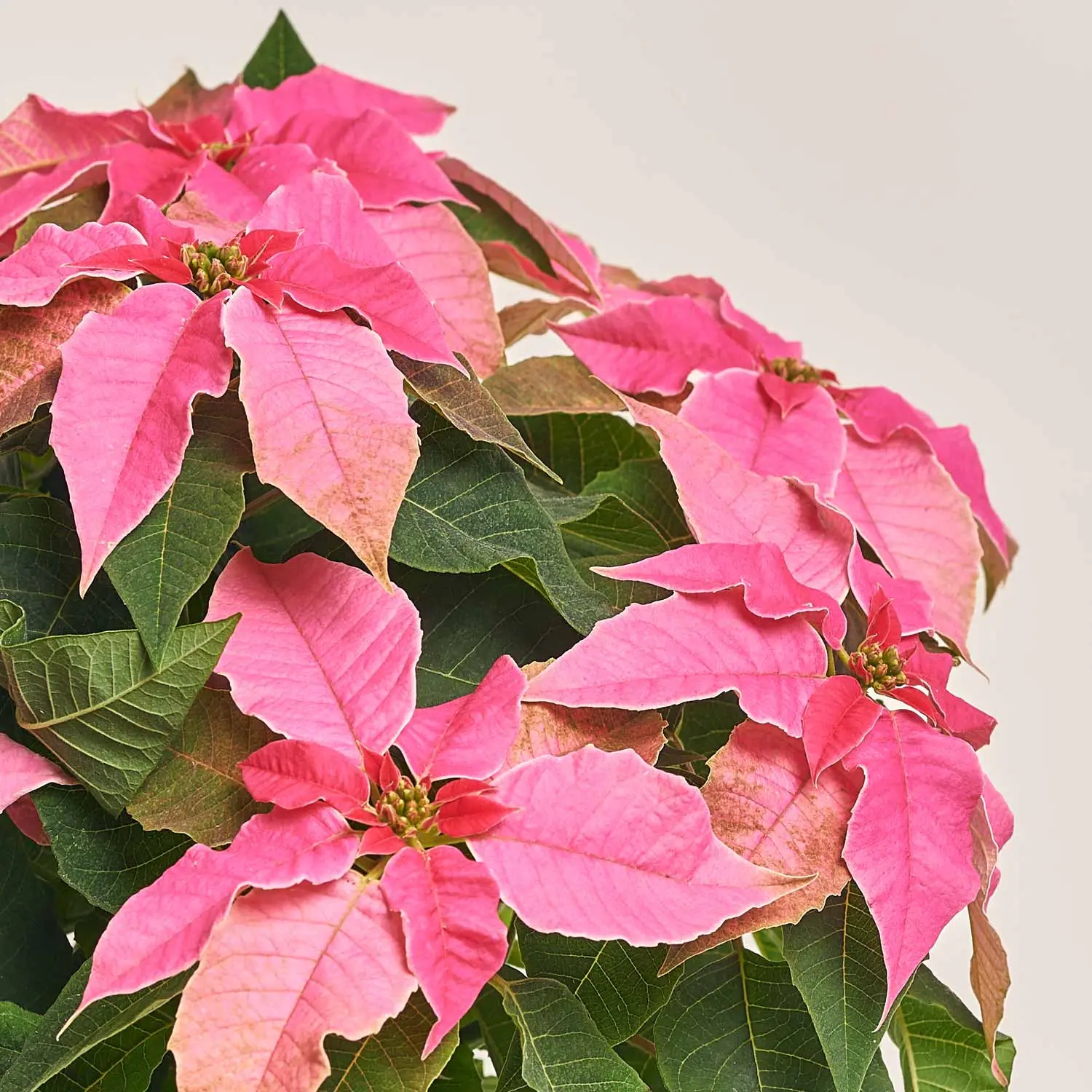 Зображення товару Пуансетія мікс, артикул: 53273