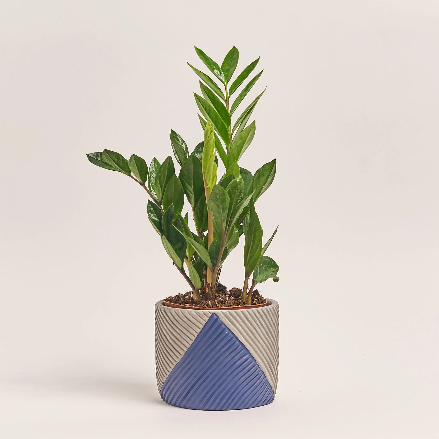 Заміокулькас 3ст. в кер., артикул: 54991 Зображення товару Заміокулькас 3ст. в кер., артикул: 54991