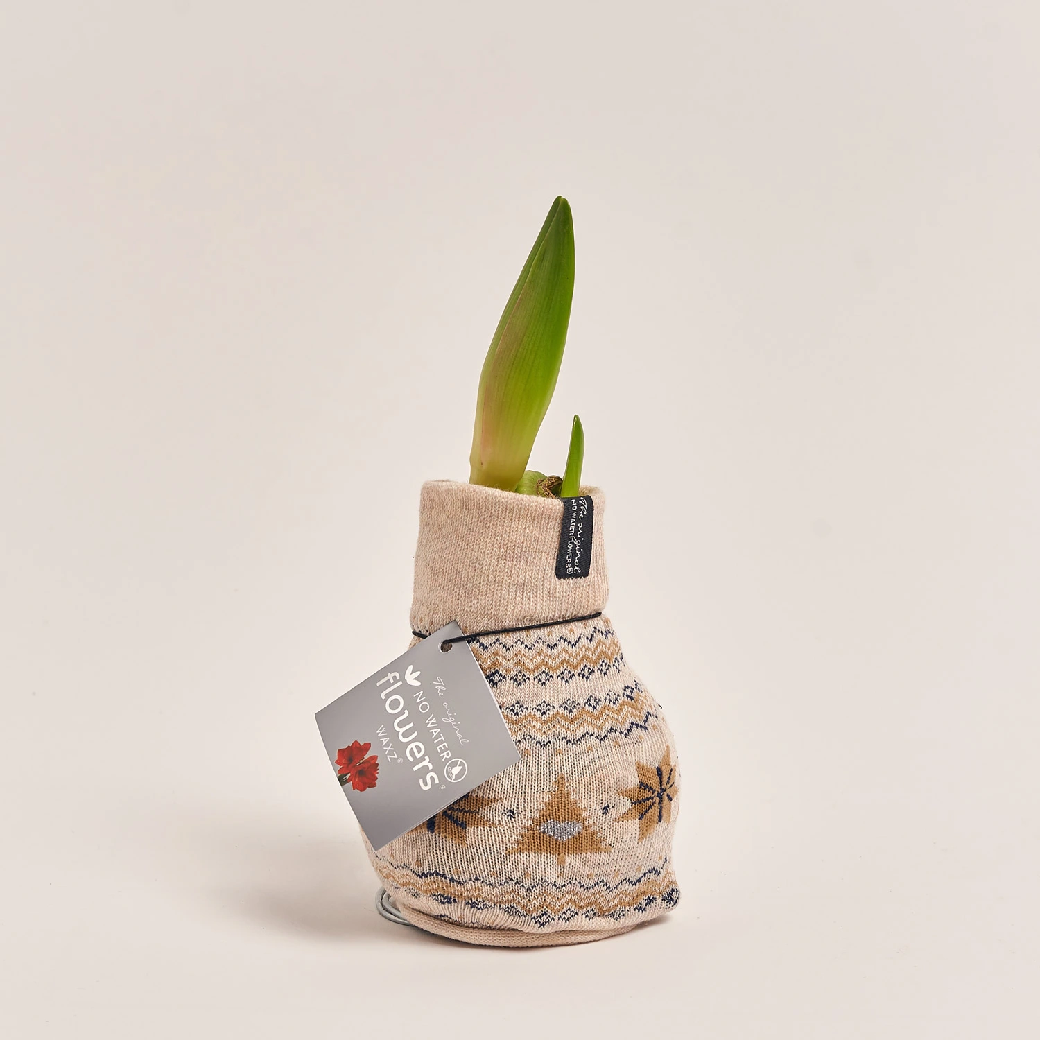 Зображення товару Амариліс "Фешн Нордік", артикул: 54805