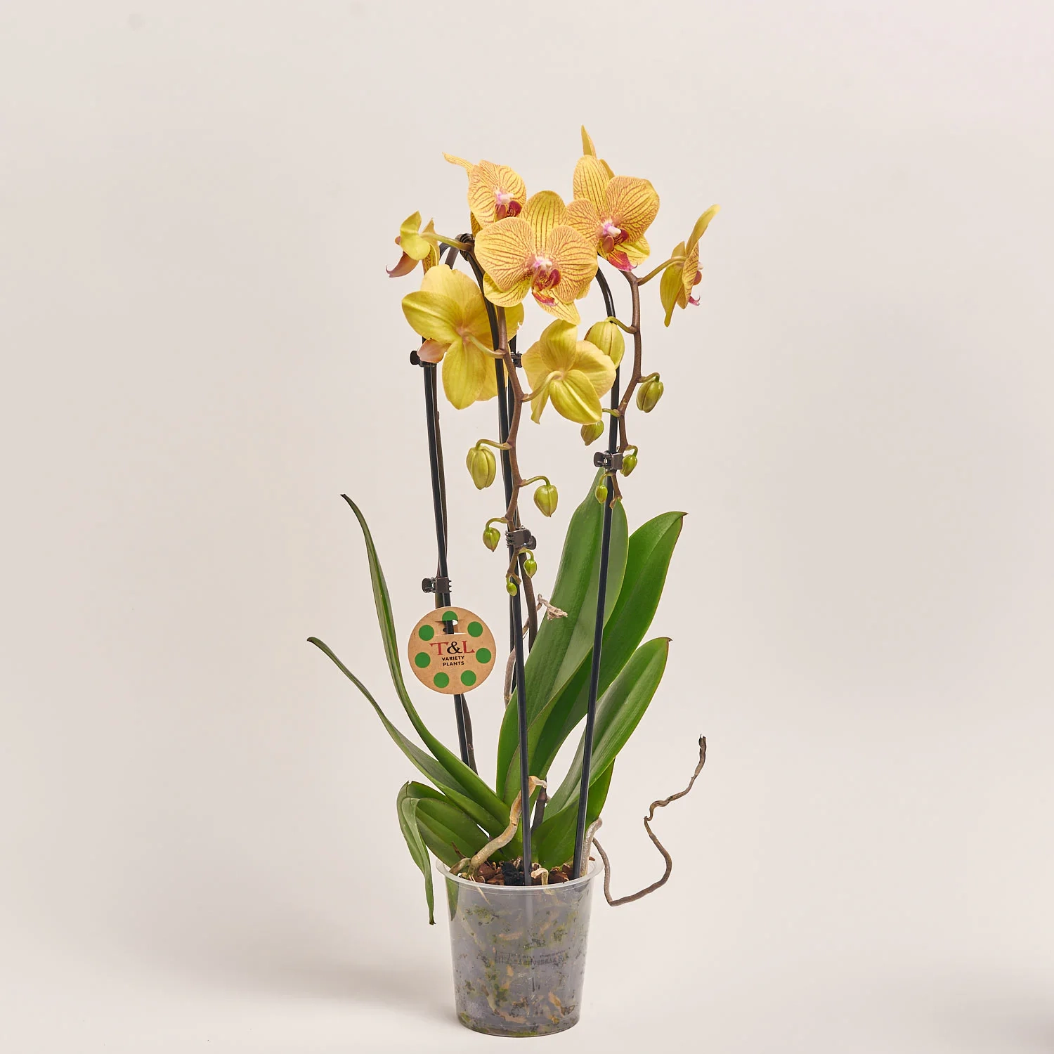 Зображення товару Фаленопсис каскад 2ст. мікс, артикул: 18513