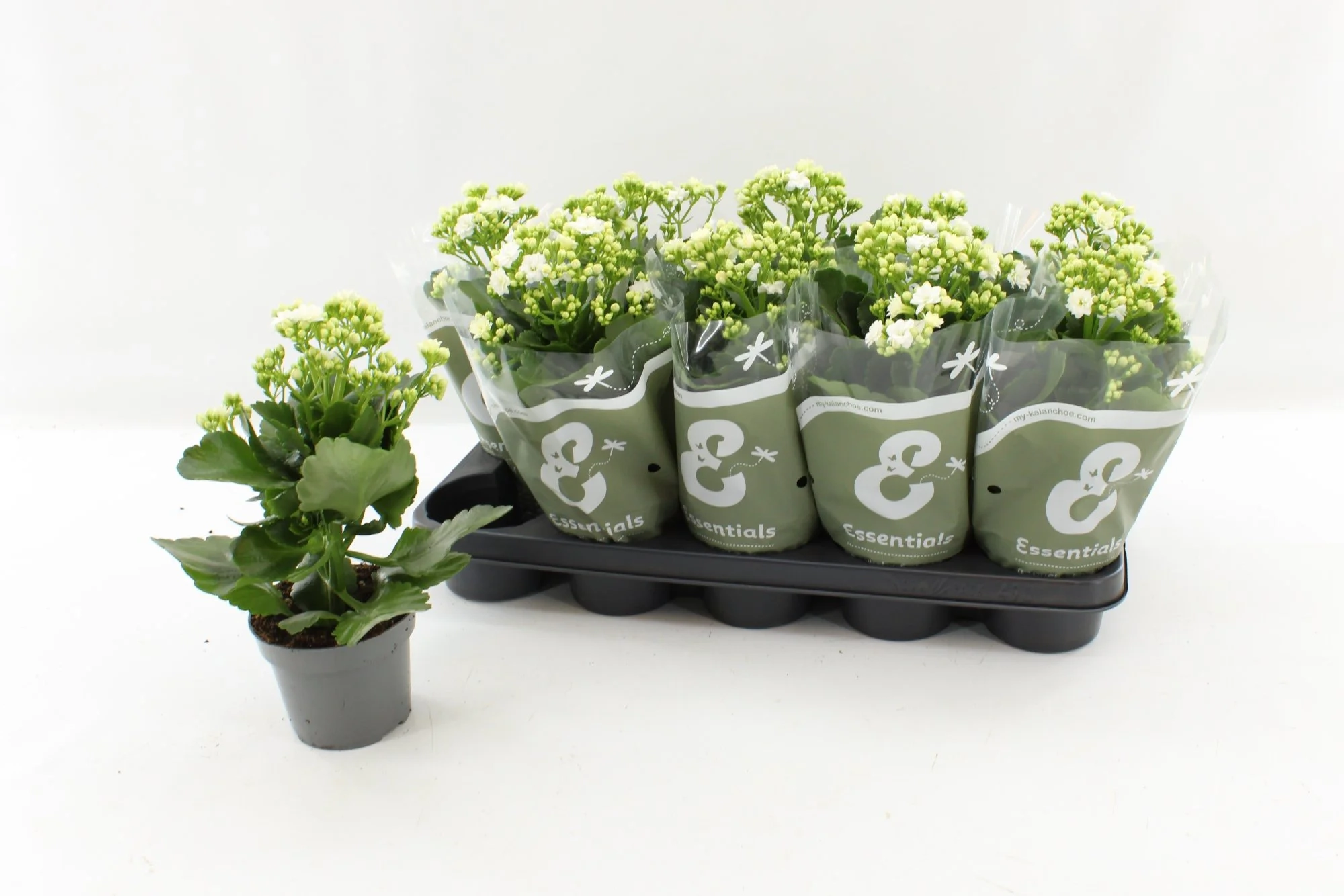 Зображення товару Каланхоє біле, артикул: 57109