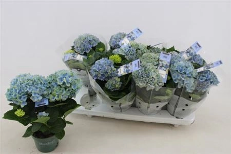 Гортензія Революшн блакитна 3ст., артикул: 27753 Зображення товару Гортензія Революшн блакитна 3ст., артикул: 27753