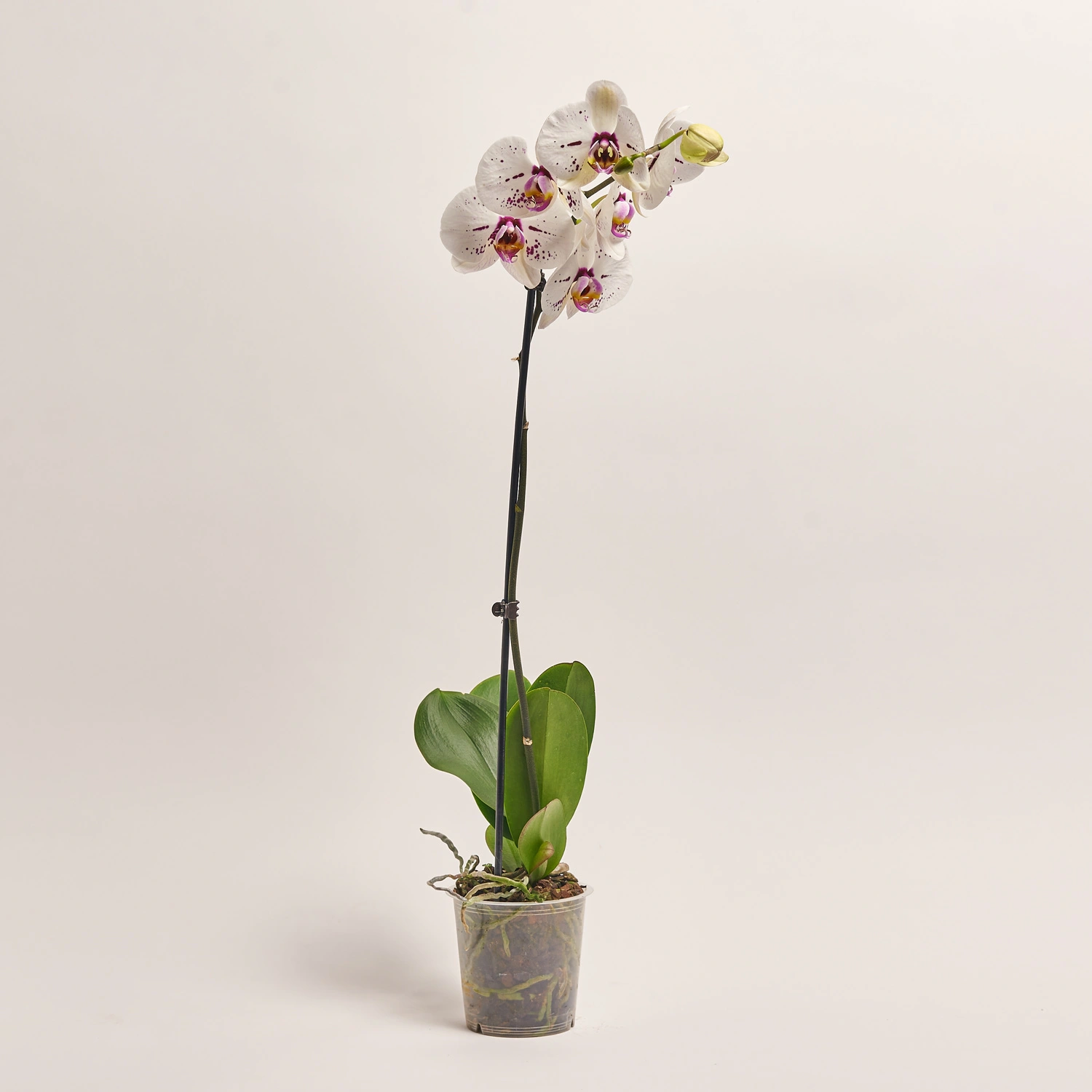 Зображення товару Фаленопсис 1ст. мікс, артикул: 18850