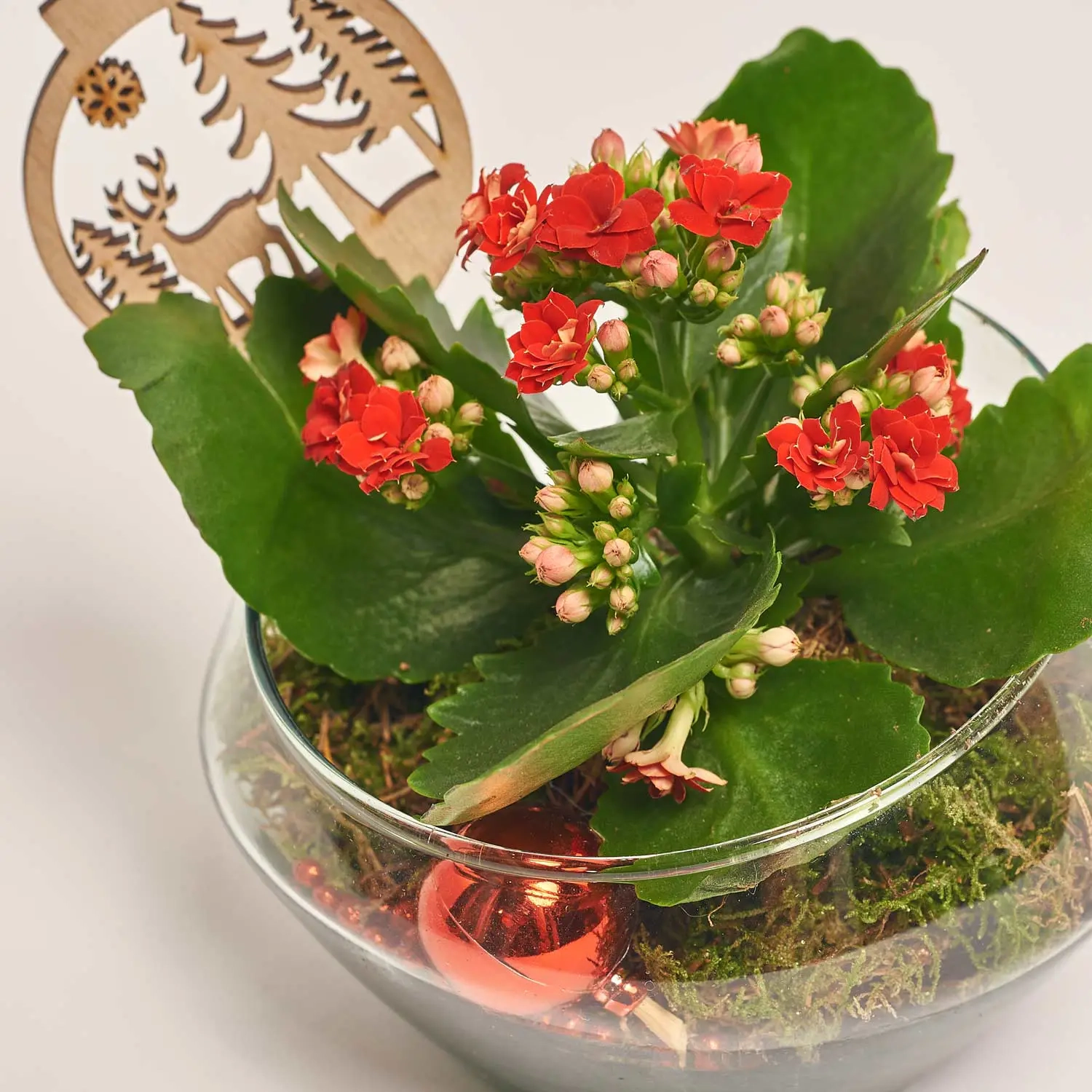 Зображення товару Композиція Каланхоє у склі, артикул: 44720