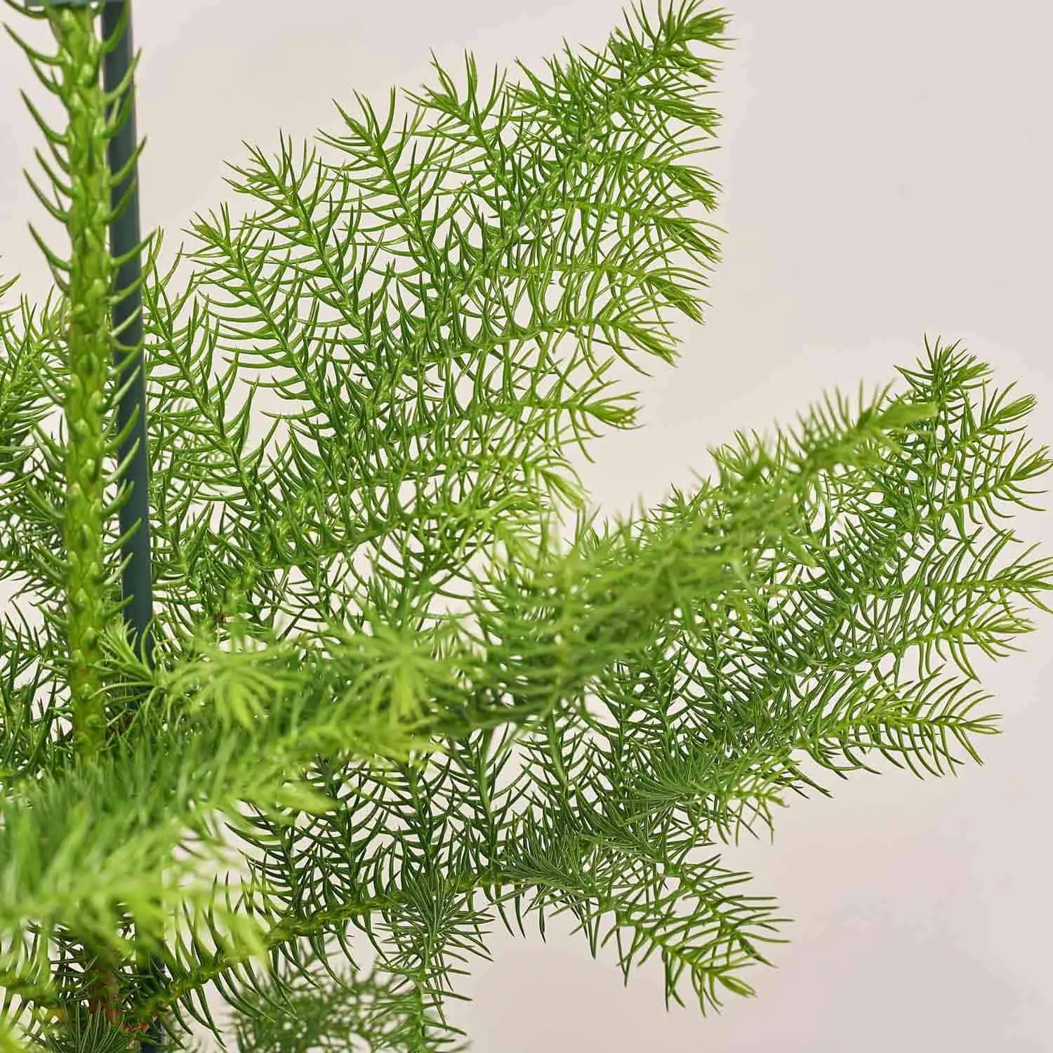 Зображення товару Араукарія Нордік Пайн, артикул: 53319