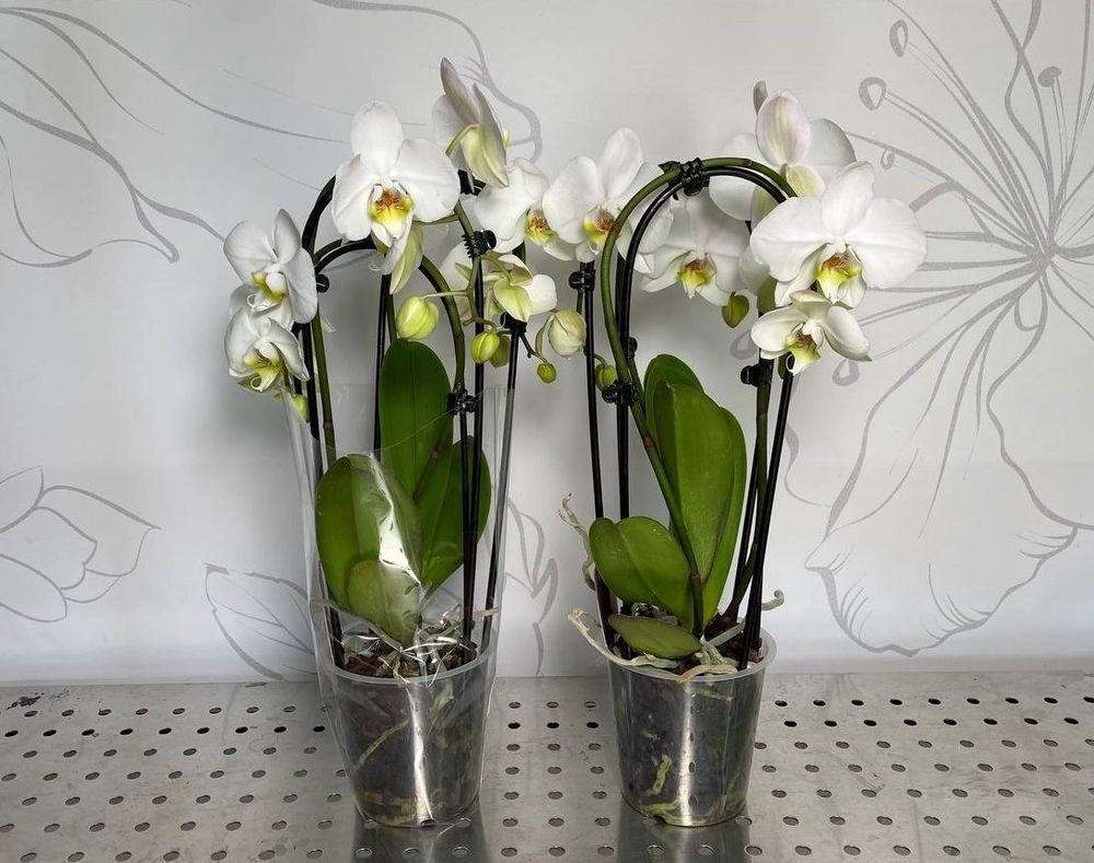 Фаленопсис каскад 3ст. білий, артикул: 28248 Зображення товару Фаленопсис каскад 3ст. білий, артикул: 28248