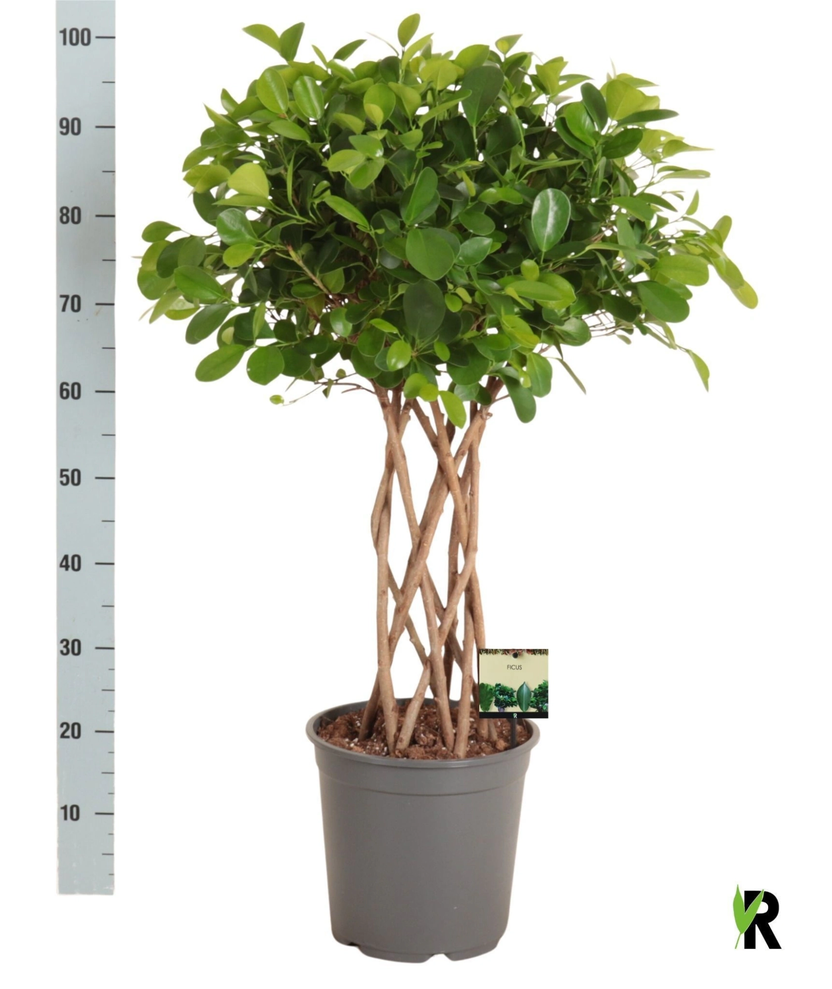 Зображення товару Фікус мікрокарпа Моклейм плетений, артикул: 56890