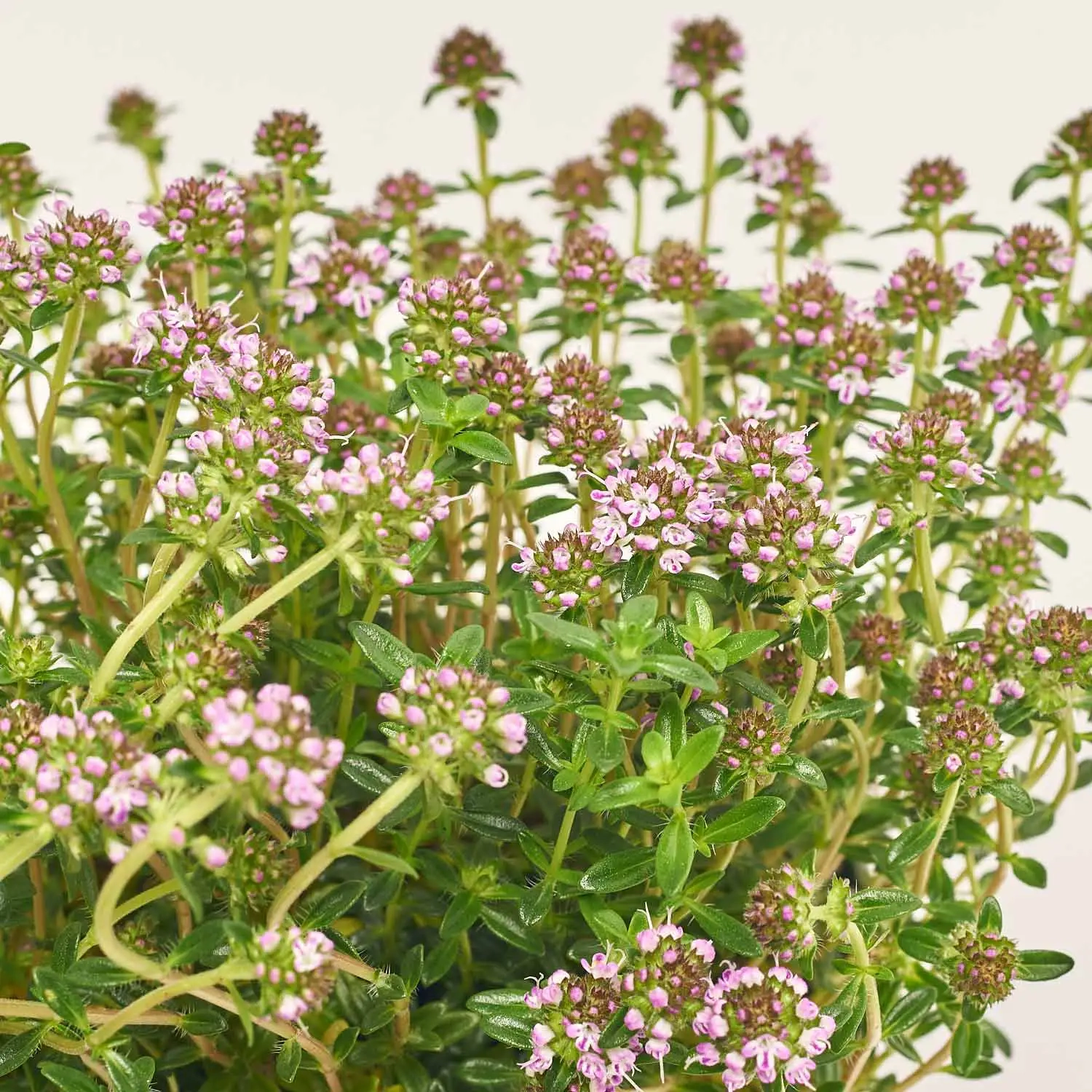 Зображення товару Мікс пряних трав, артикул: 36076