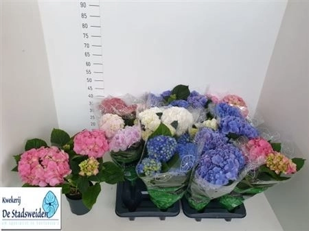 Зображення товару Гортензія мікс 6ст., артикул: 26240