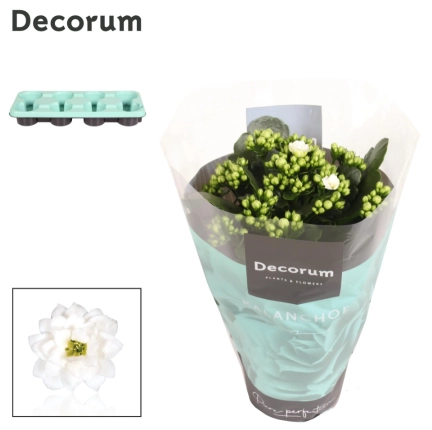 Зображення товару Каланхоє біле Decorum, артикул: 57220